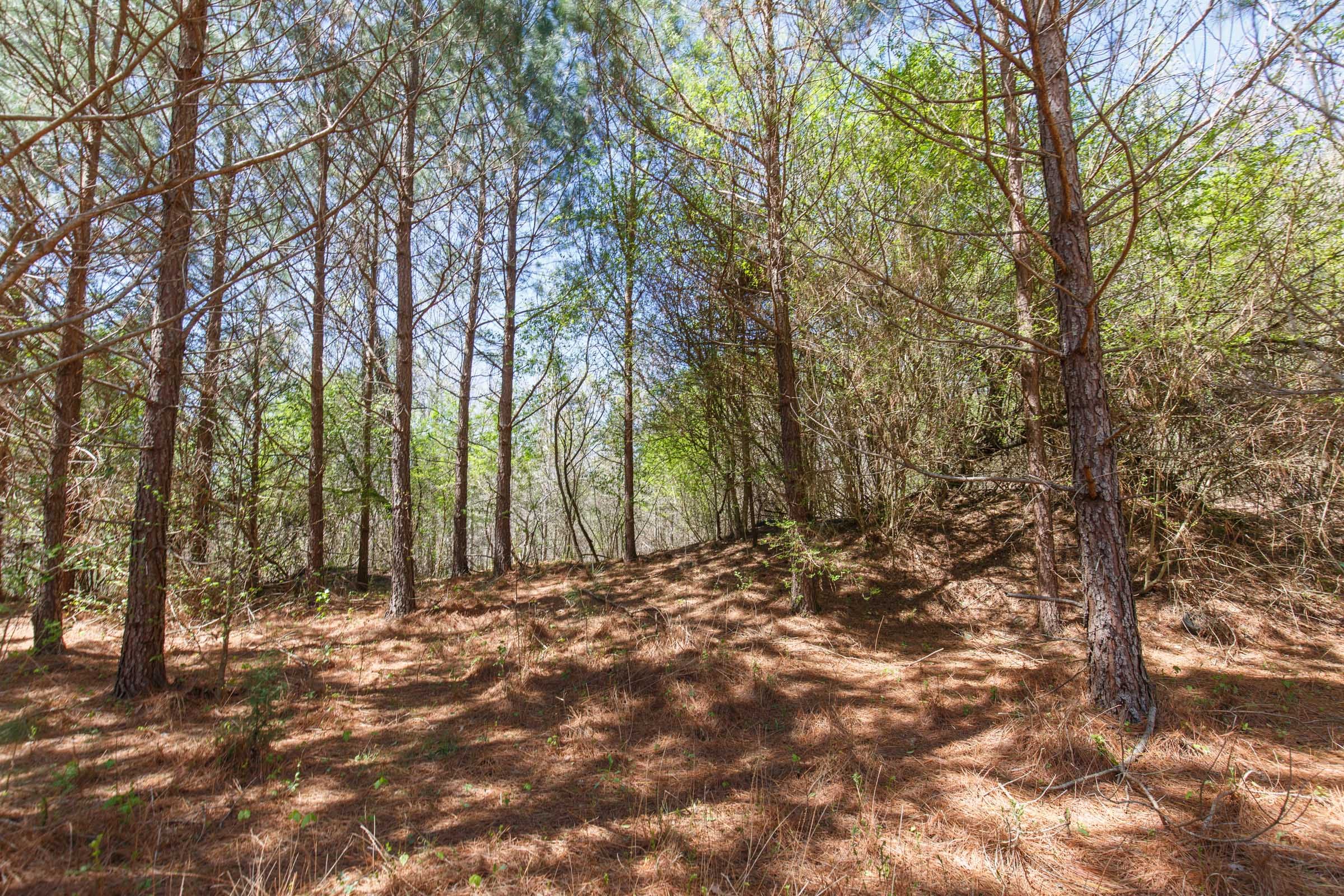 Southern Hills Tract 15 photo 6