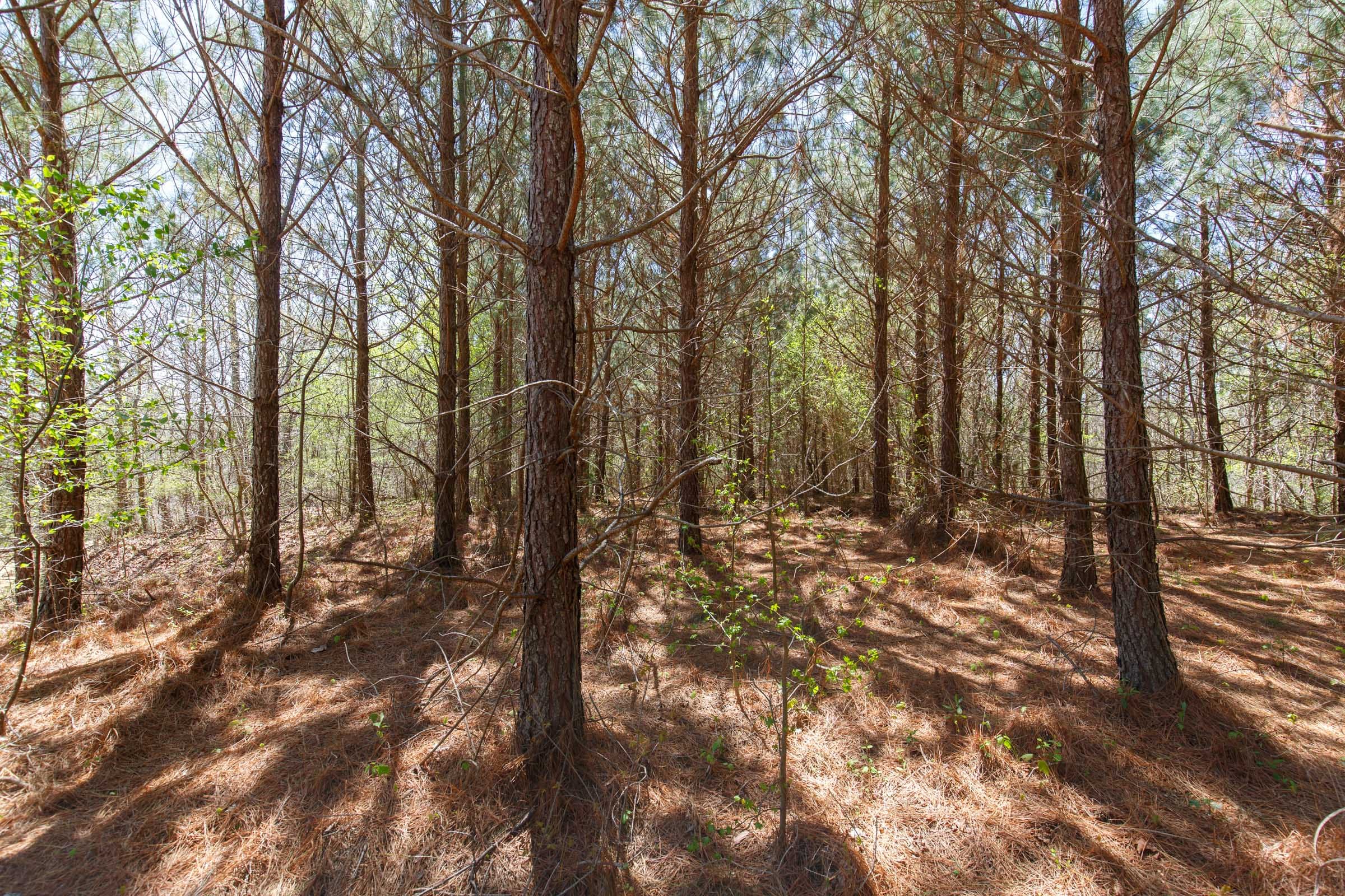 Southern Hills Tract 15 photo 8