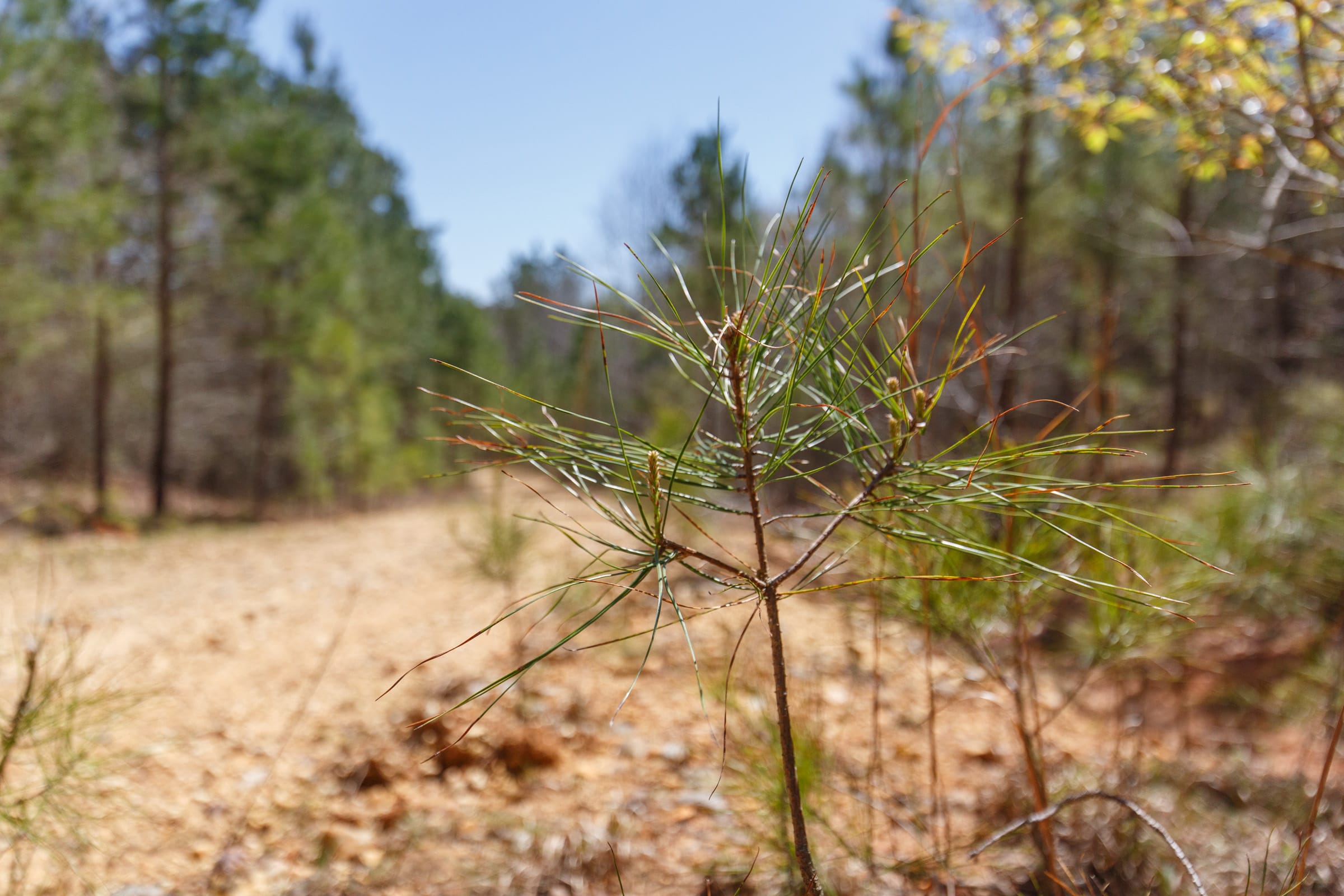 Southern Hills Tract 15 photo 11