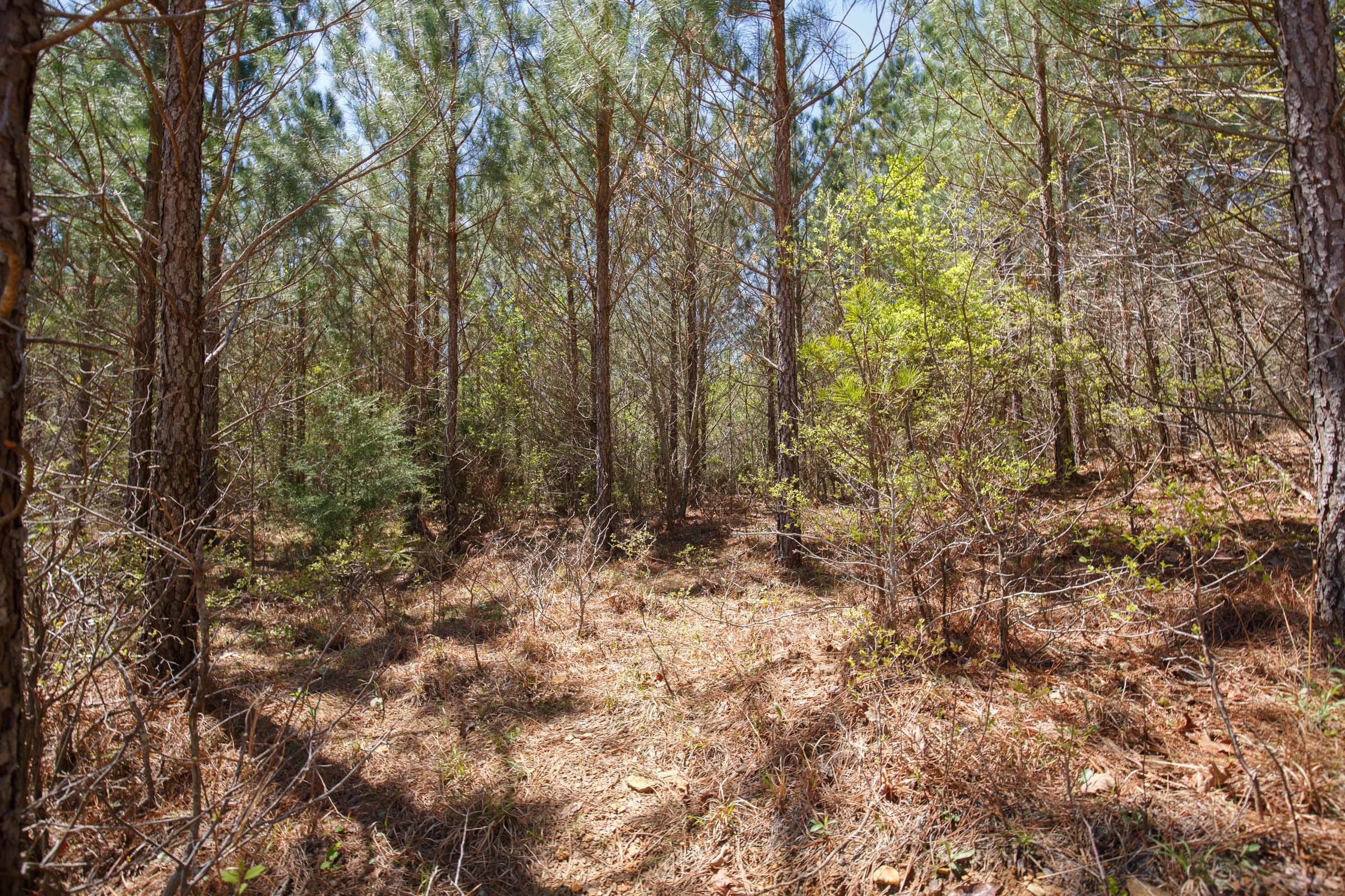 Southern Hills Tract 15 photo 14