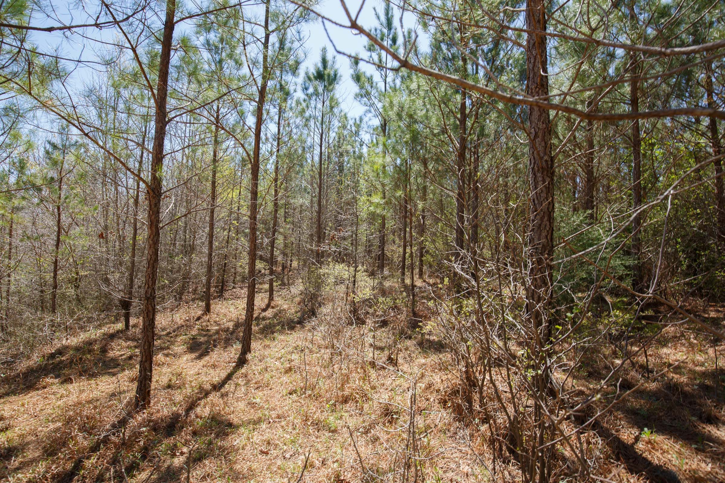 Southern Hills Tract 15 photo 16