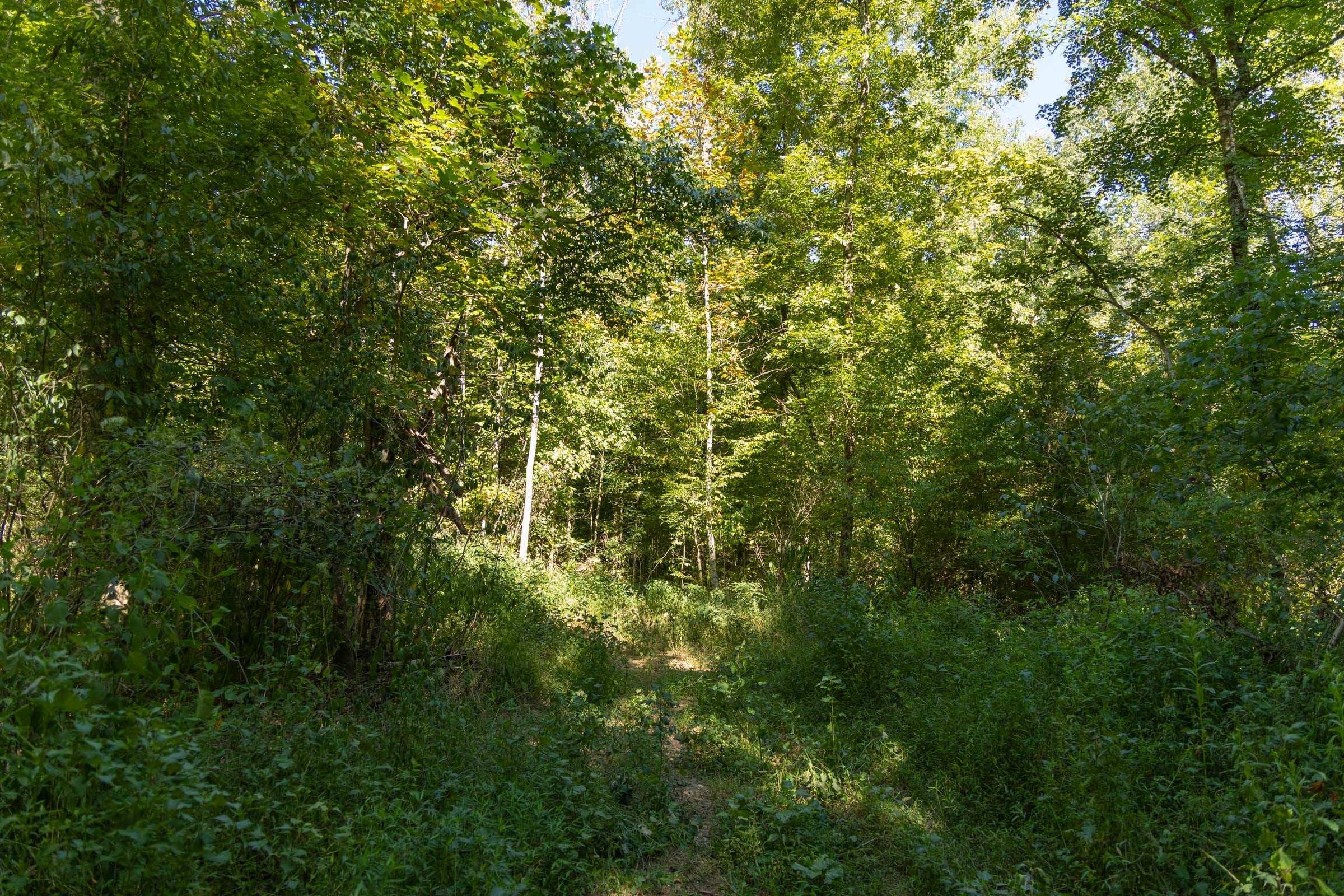 Big White Oak Tract 116 photo 8