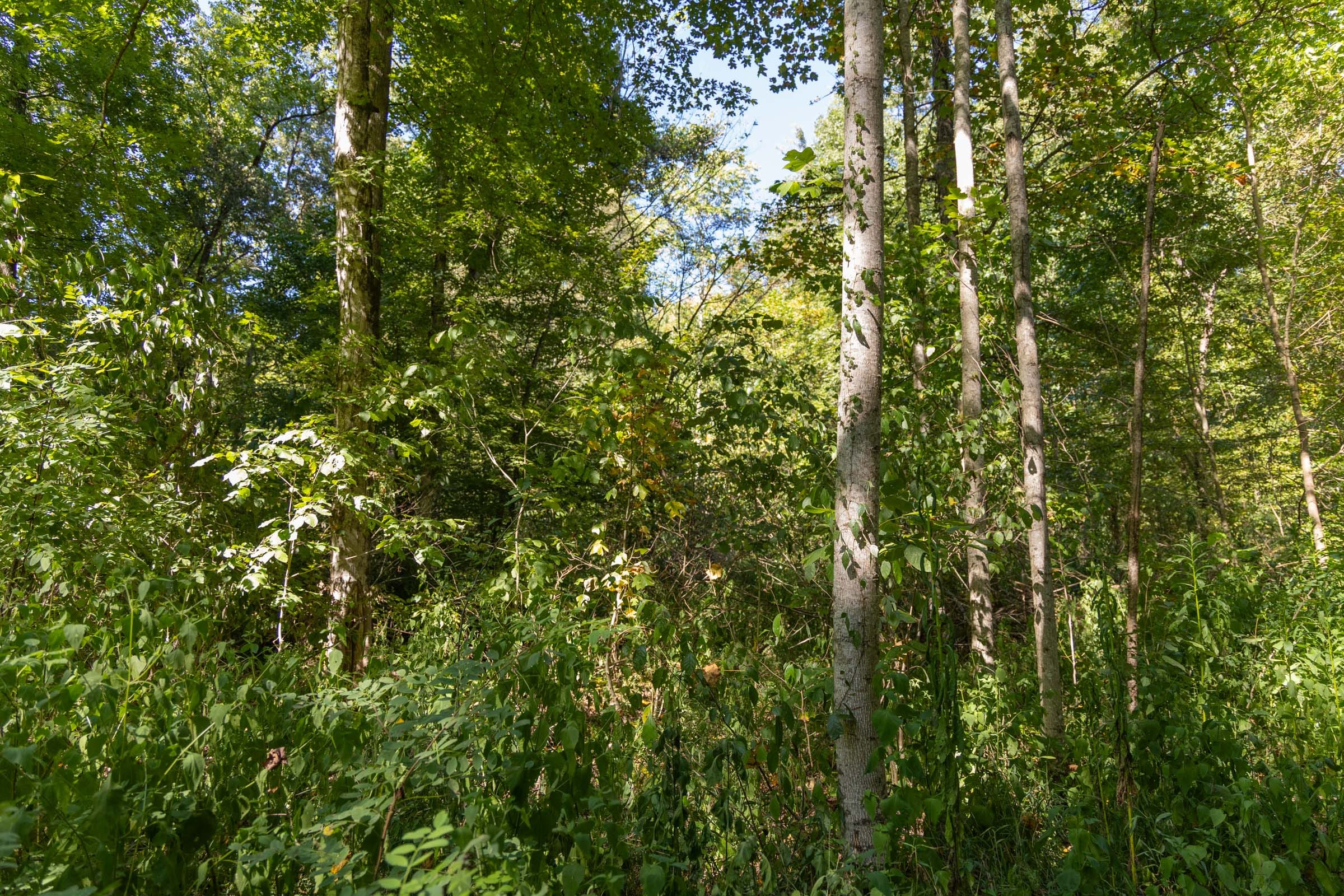 Big White Oak Tract 116 photo 7