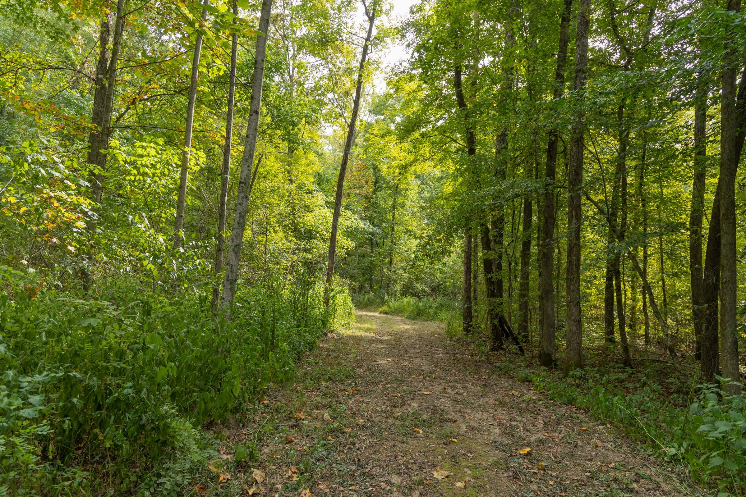 Big White Oak Tract 116 photo 6