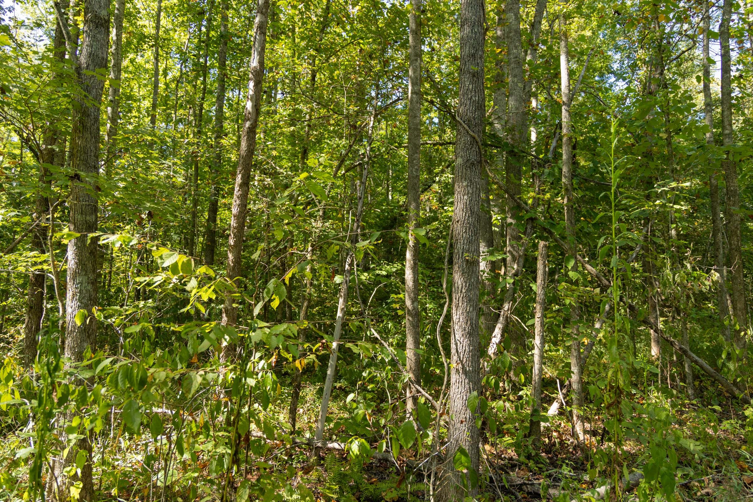 Big White Oak Tract 116 photo 5