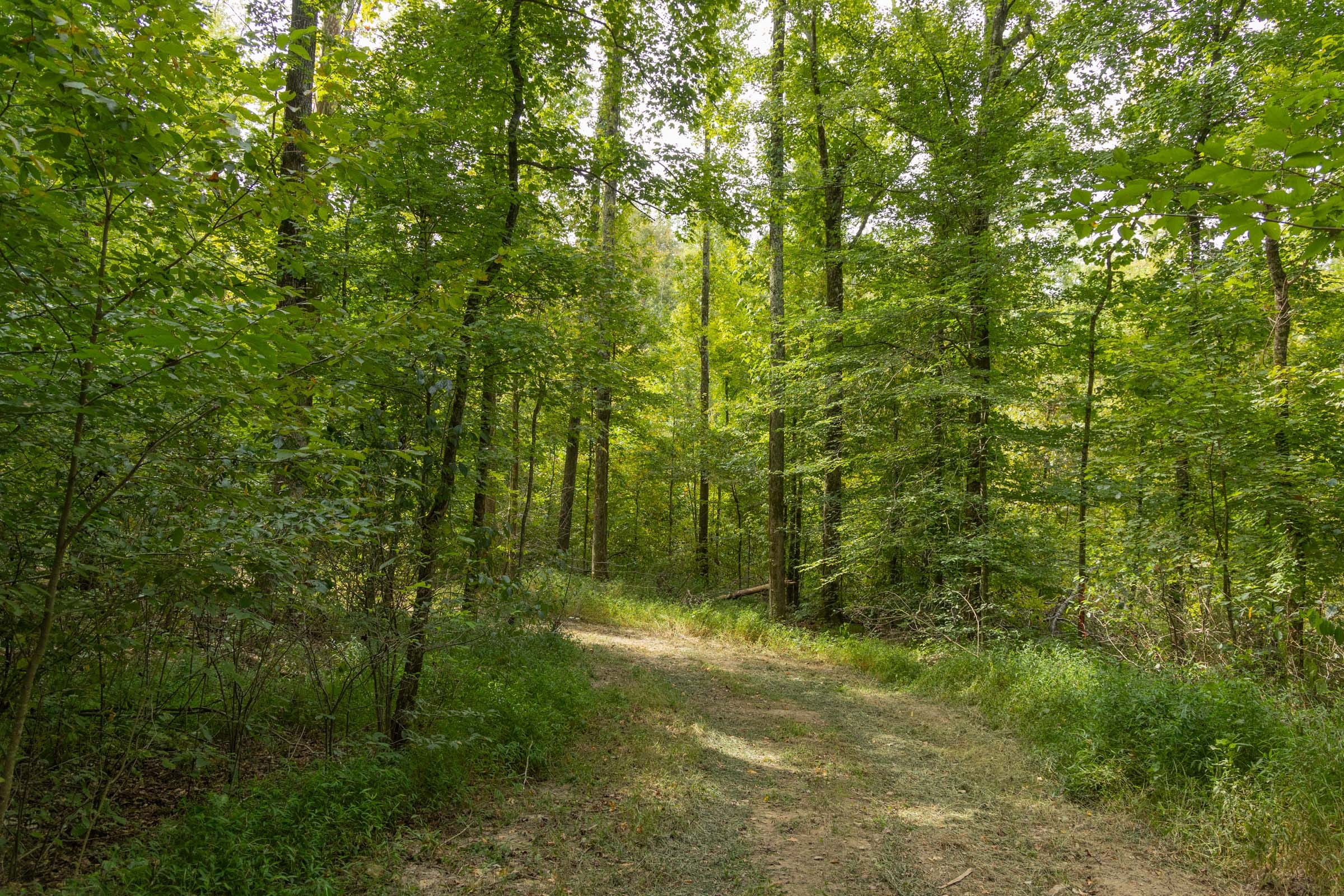 Big White Oak Tract 116 photo 4