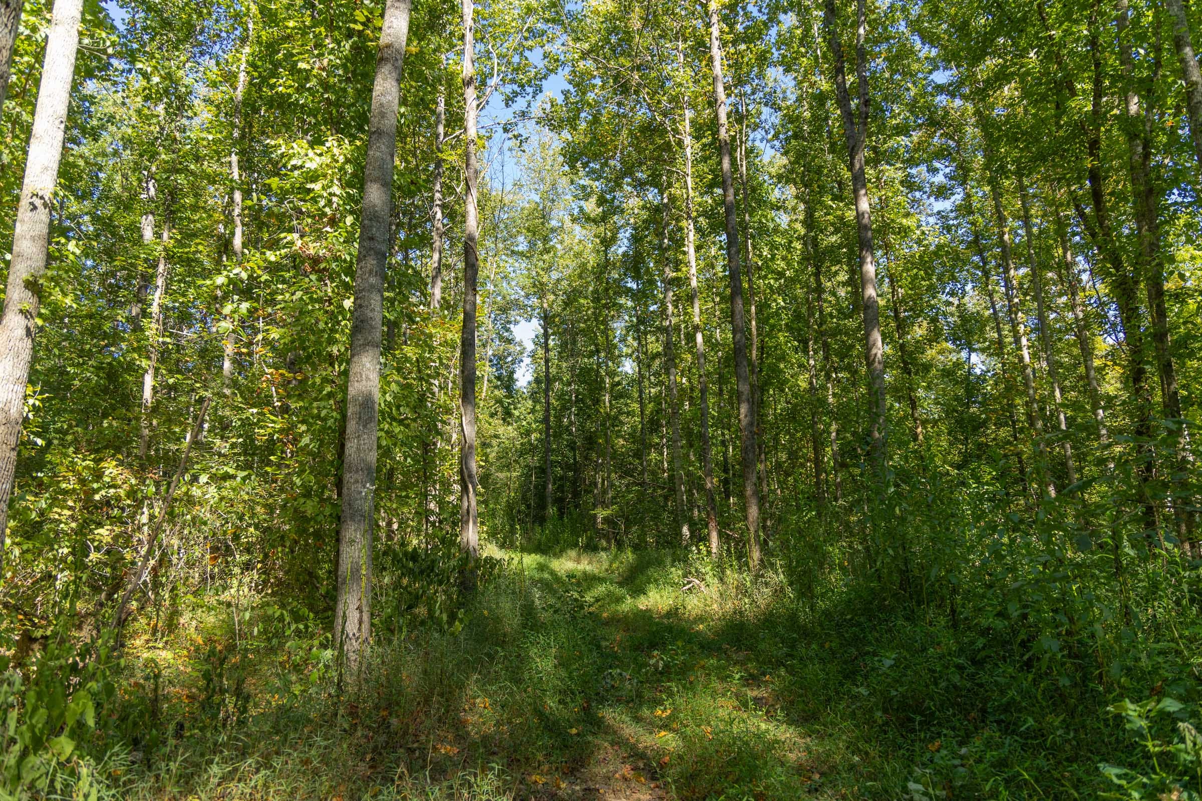 Big White Oak Tract 116 photo 3