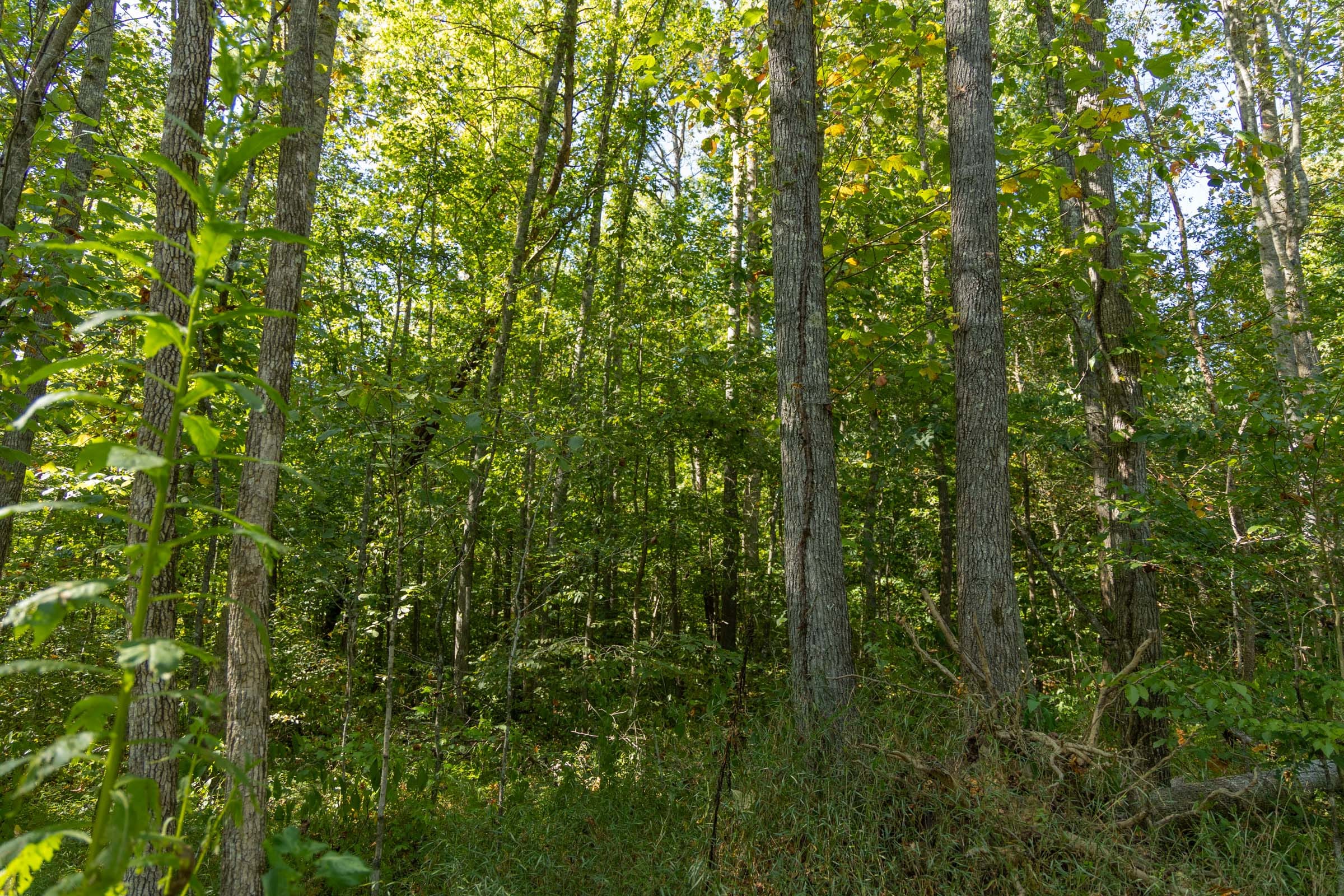 Big White Oak Tract 116 photo 2