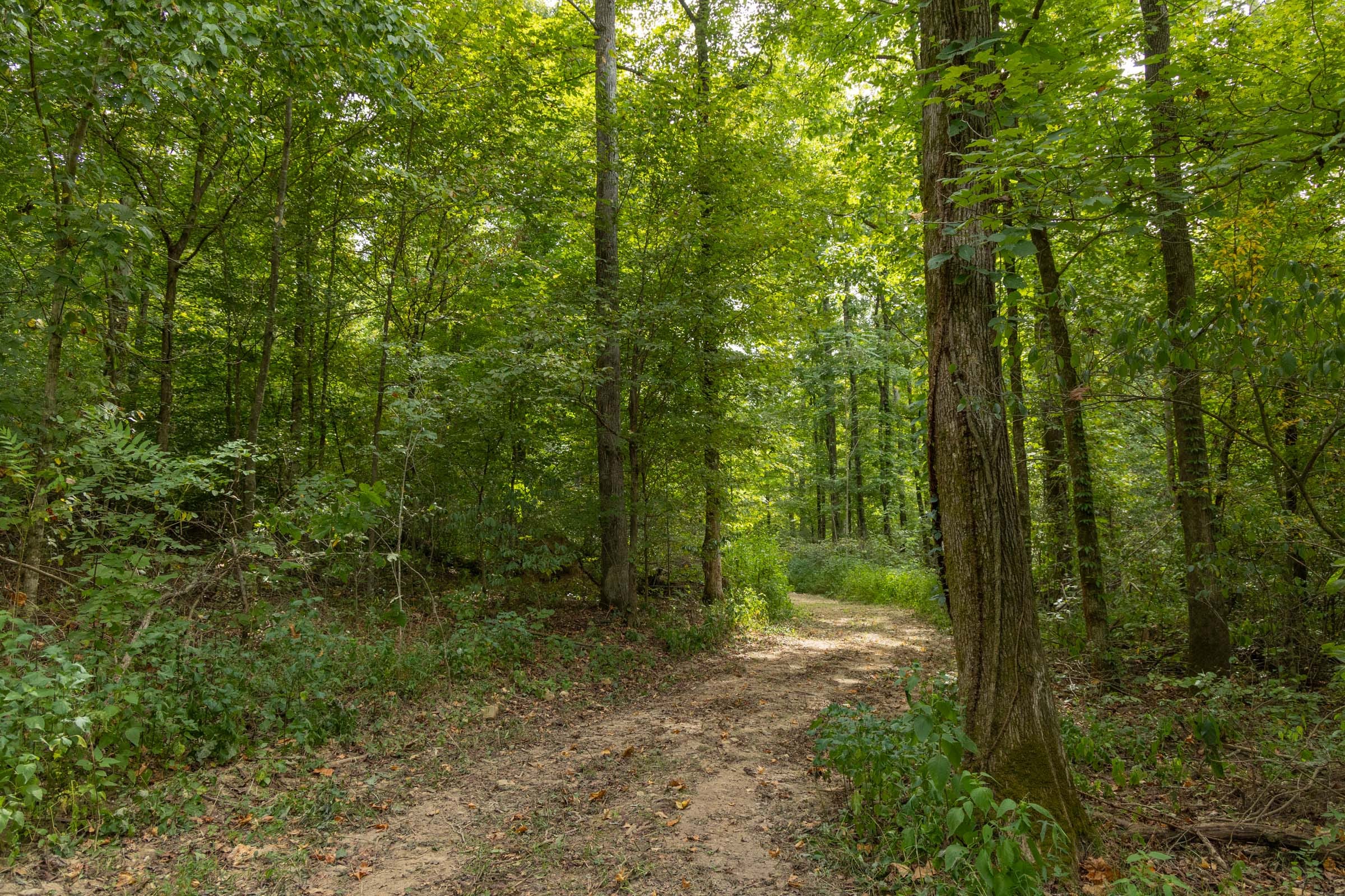 Big White Oak Tract 116 photo 1