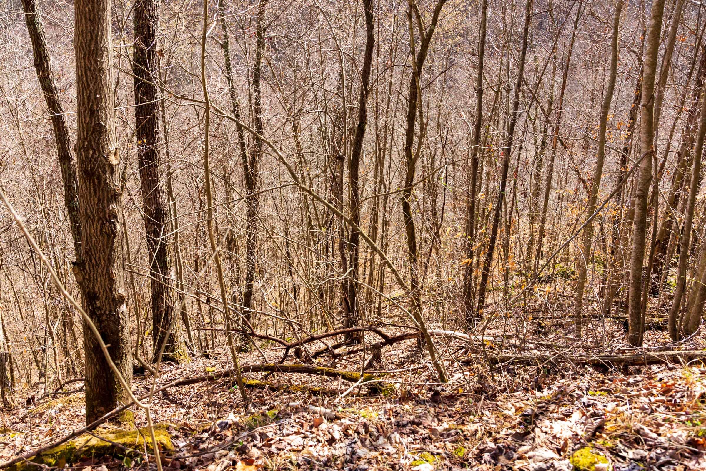 Blackstone Mountain Phase II Tract 83 photo 7