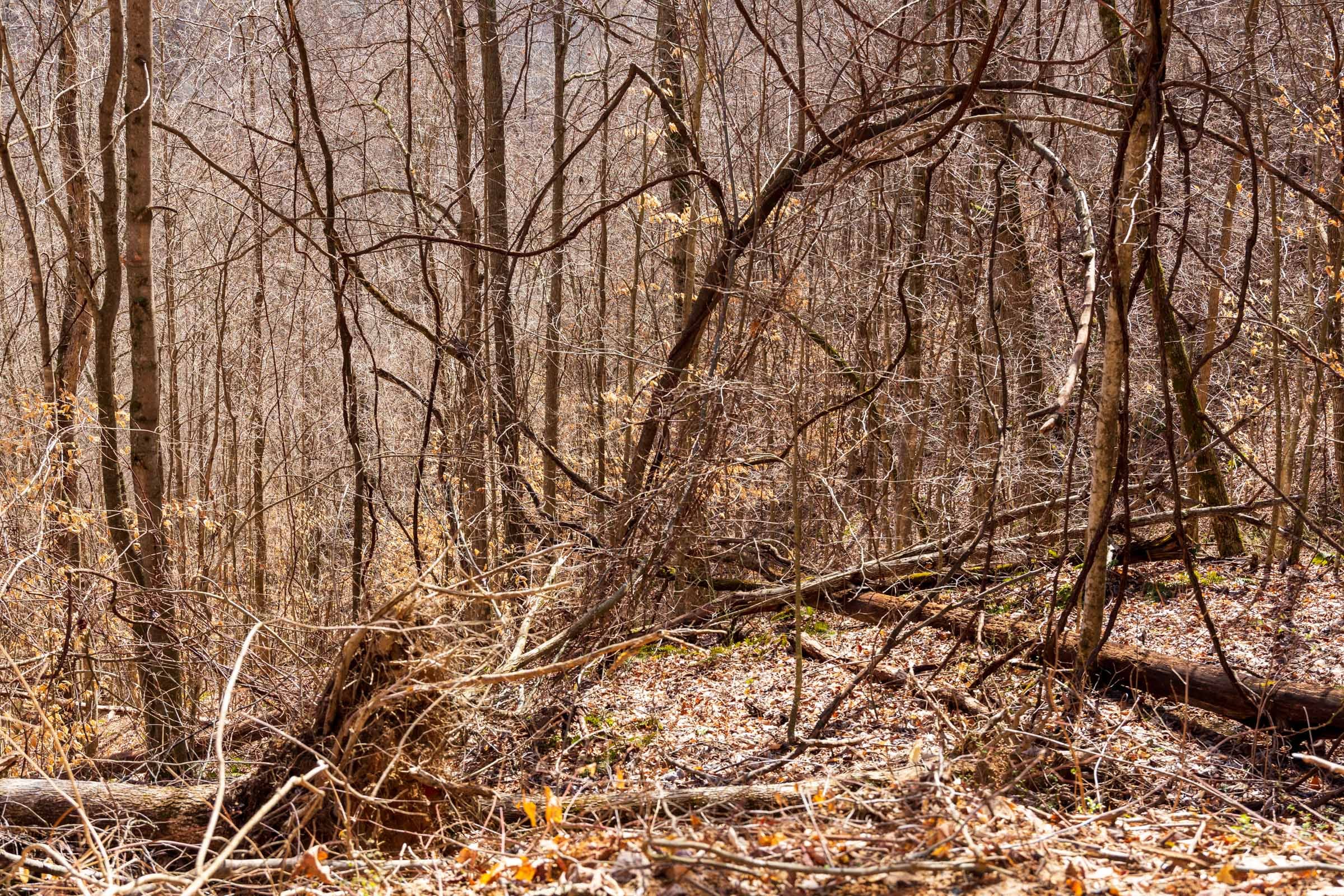 Blackstone Mountain Phase II Tract 83 photo 11