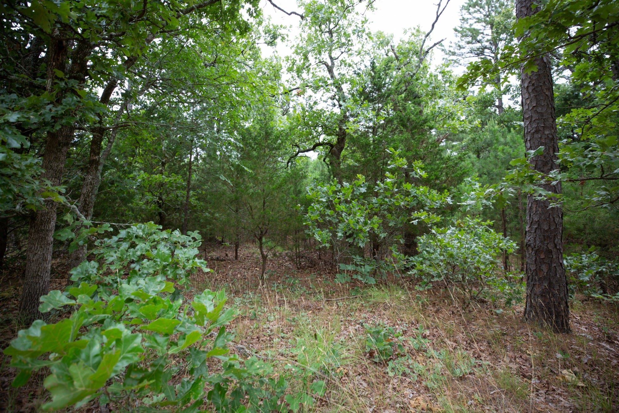 Eagle’s Nest Tract 70 photo 3