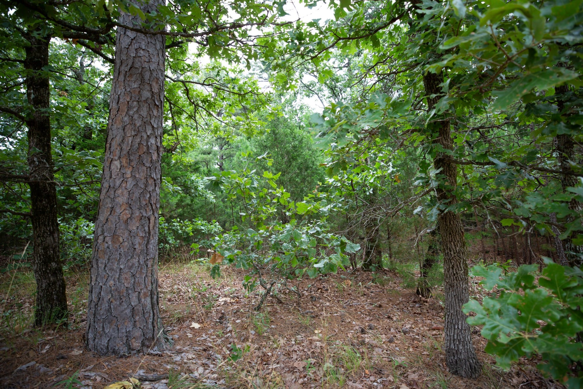 Eagle’s Nest Tract 70 photo 4