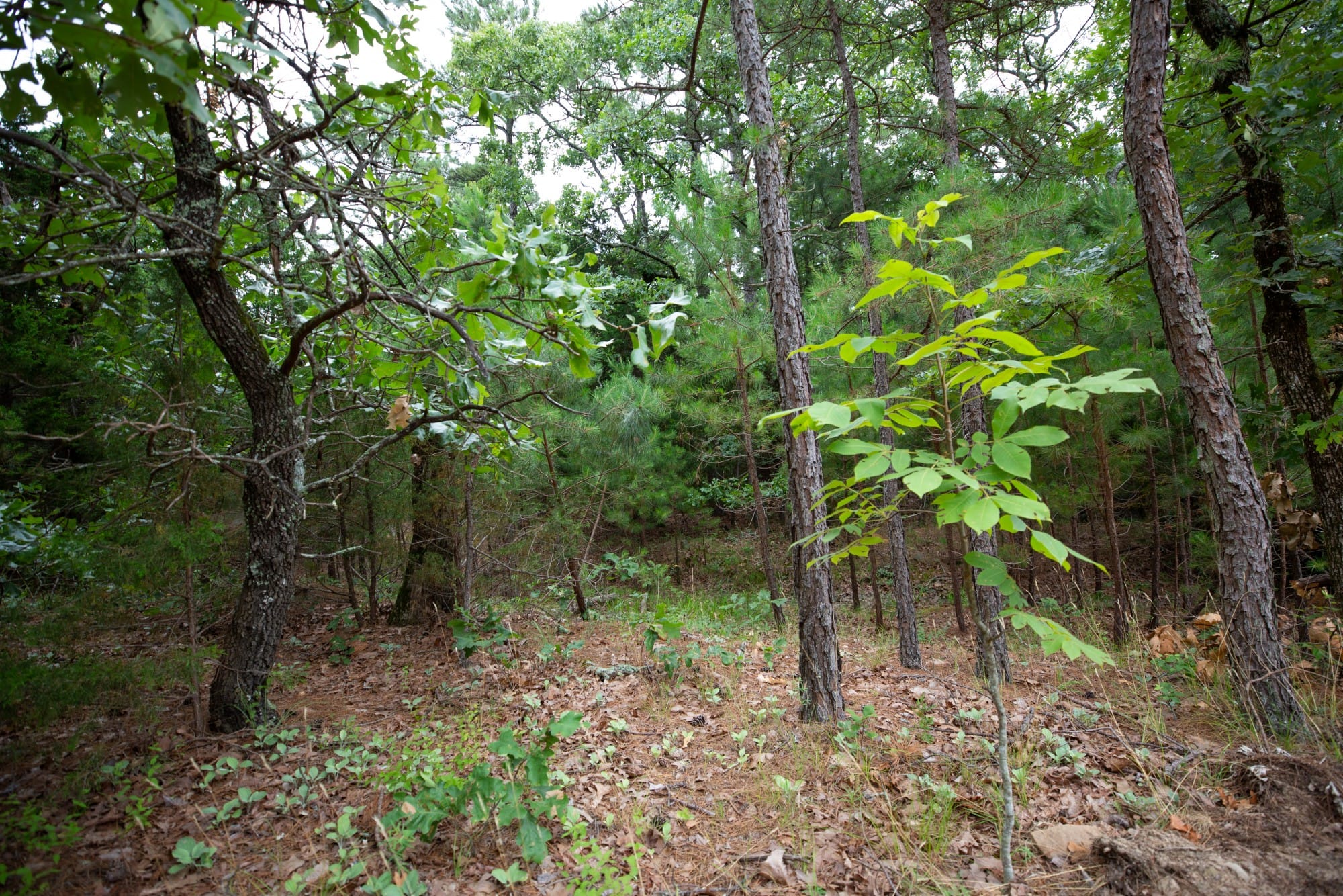 Eagle’s Nest Tract 70 photo 5