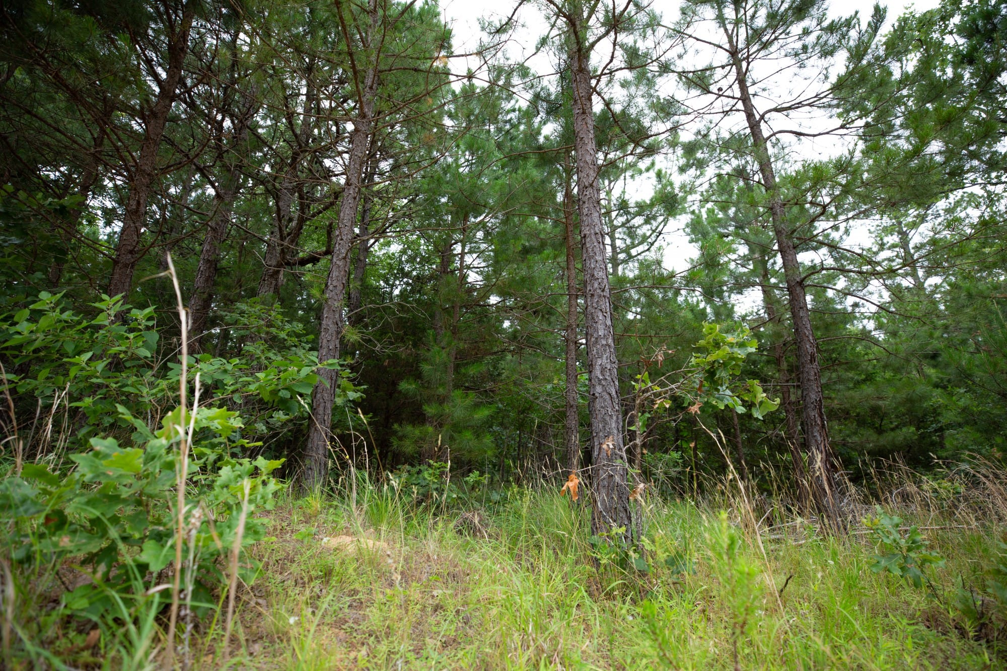 Eagle’s Nest Tract 70 photo 6