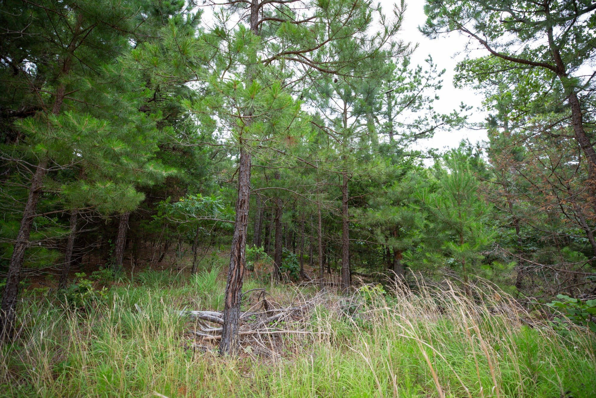 Eagle’s Nest Tract 70 photo 7