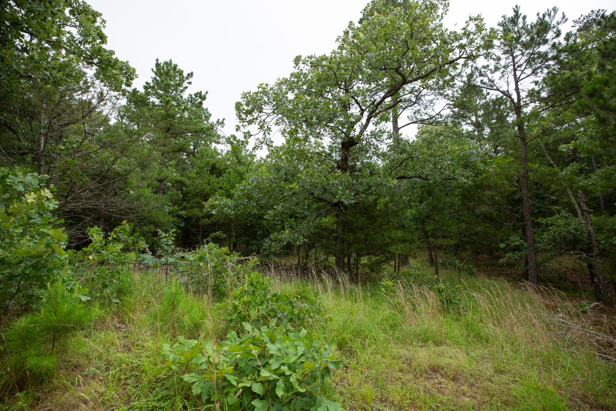 Eagle’s Nest Tract 70 photo 8
