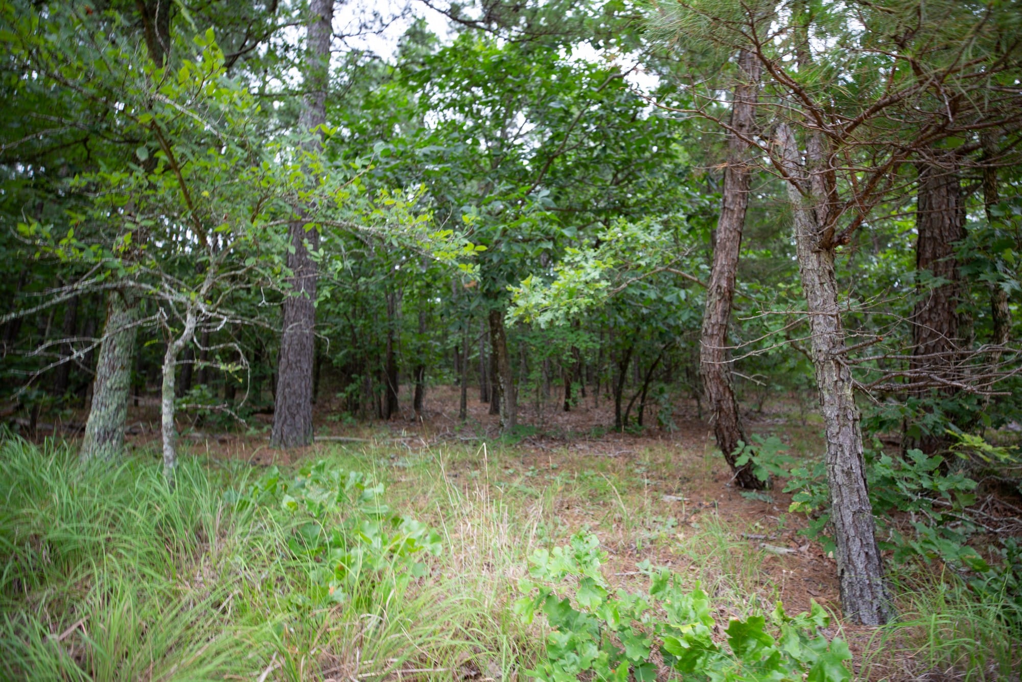Eagle’s Nest Tract 70 photo 14