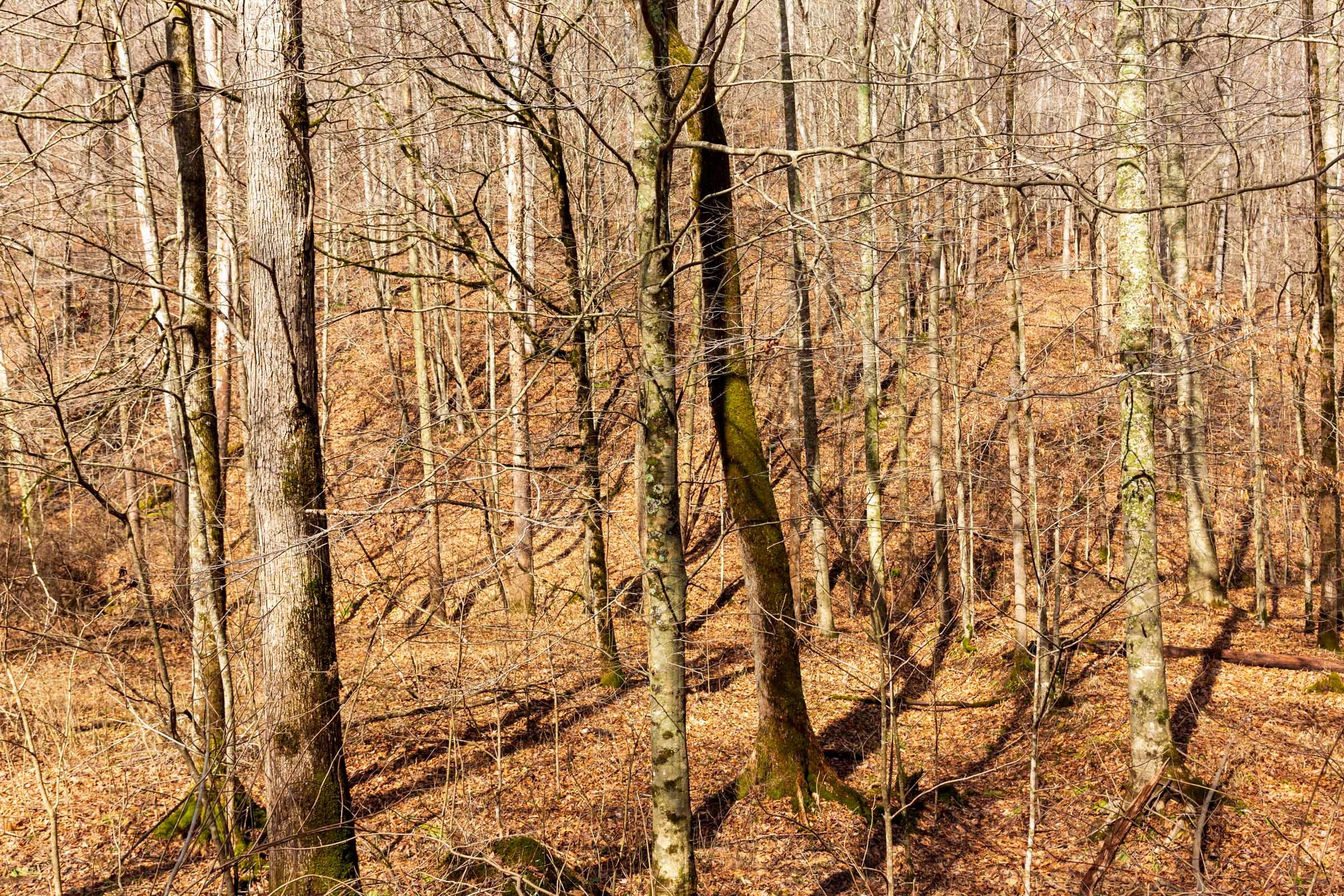 Blackstone Mountain Phase II Tract 71 photo 11
