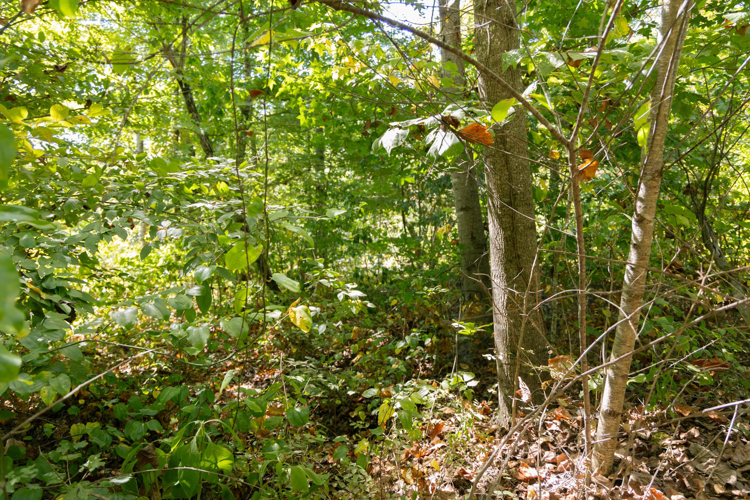 Big White Oak Tract 52 photo 7