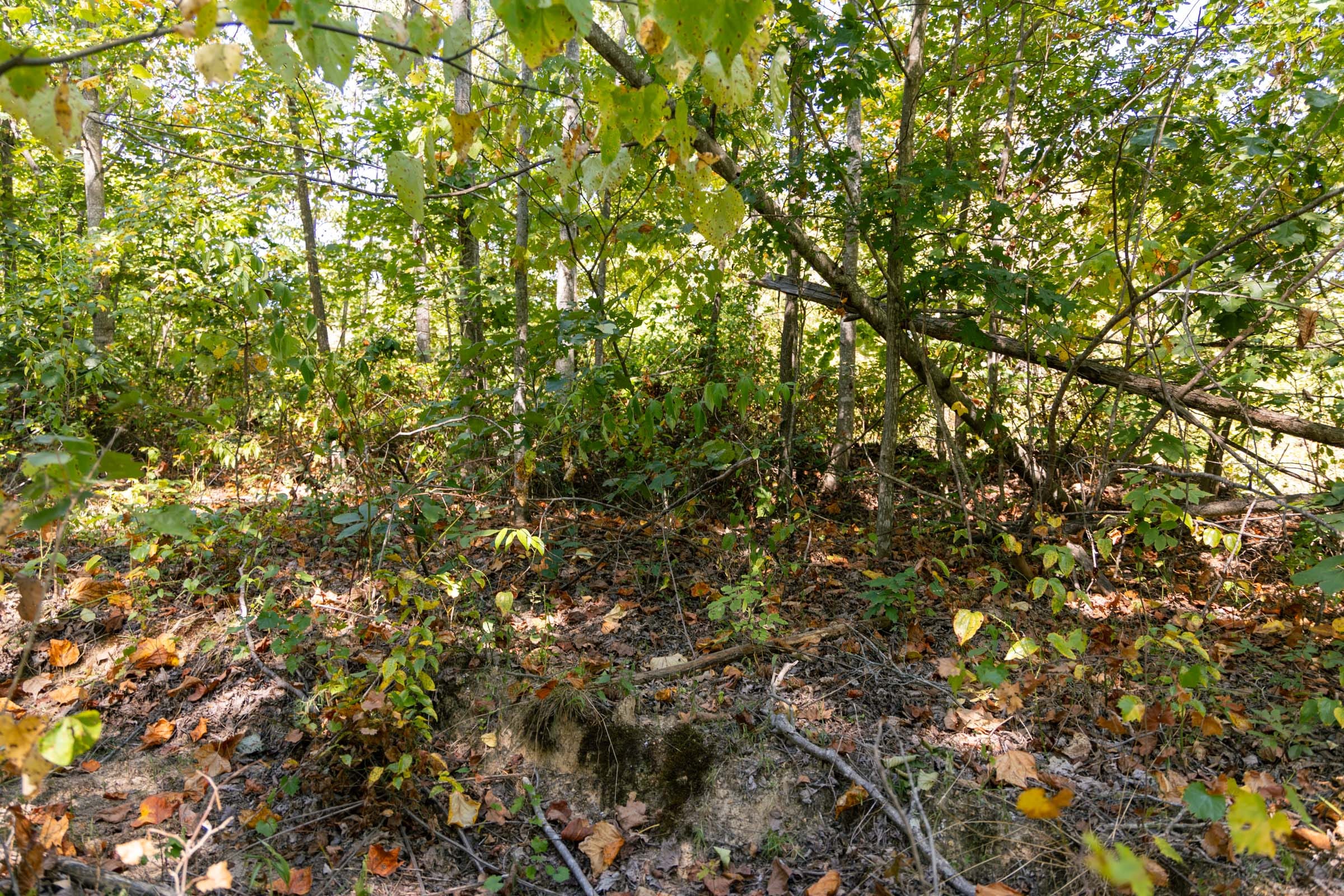 Big White Oak Tract 52 photo 6