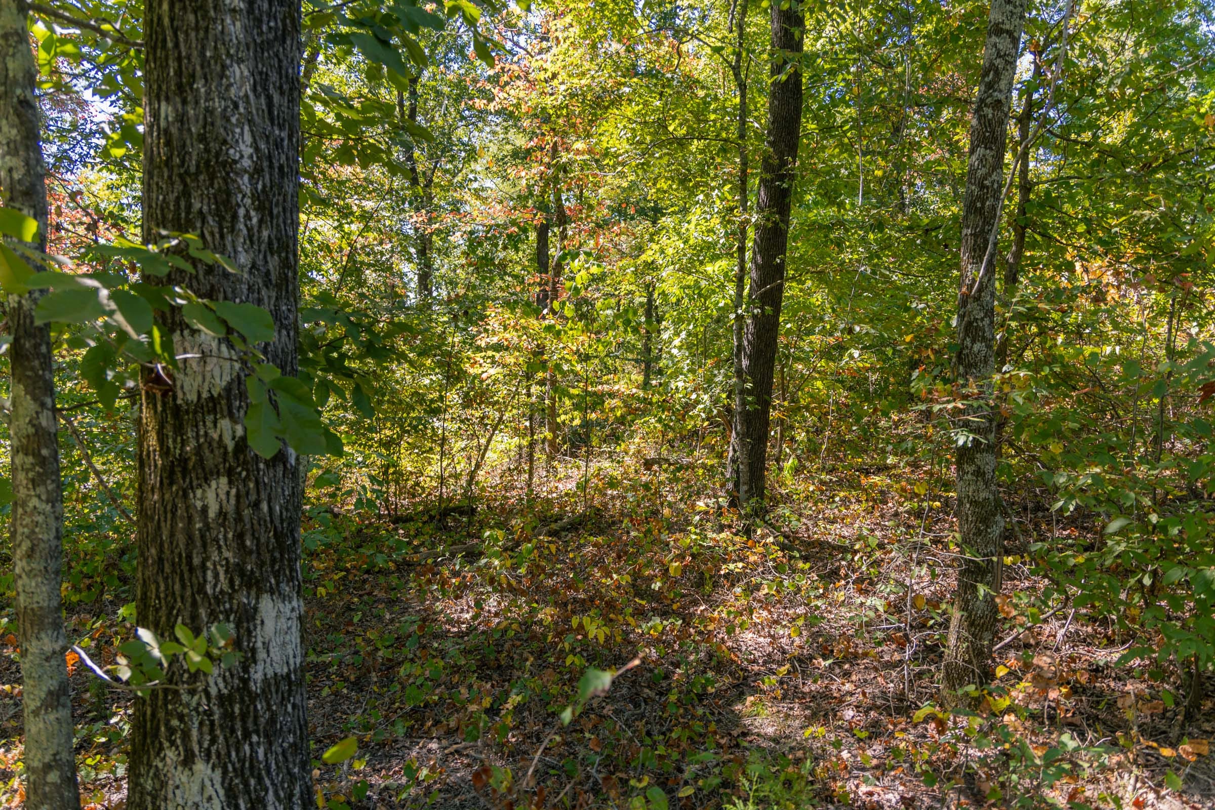 Big White Oak Tract 52 photo 5