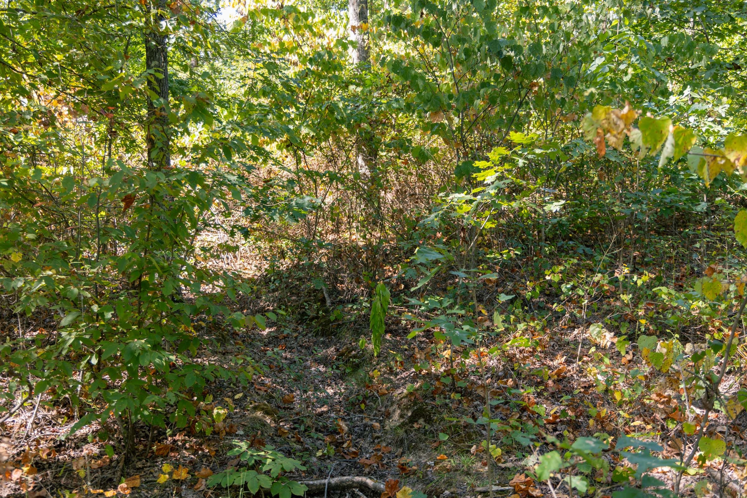 Big White Oak Tract 52 photo 4