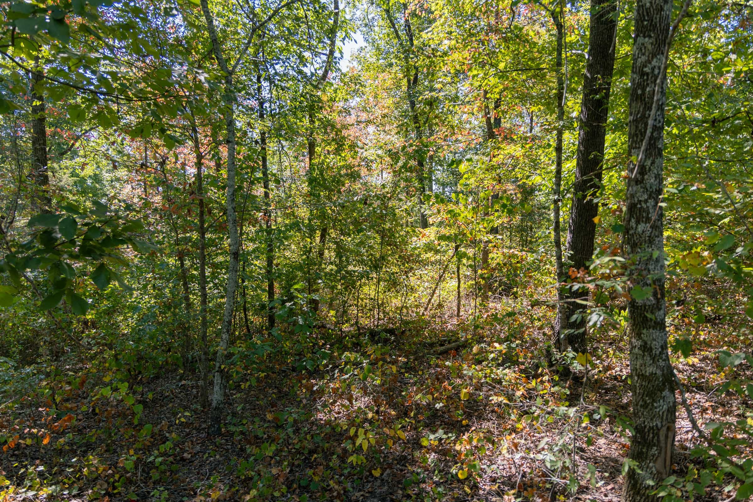 Big White Oak Tract 52 photo 1