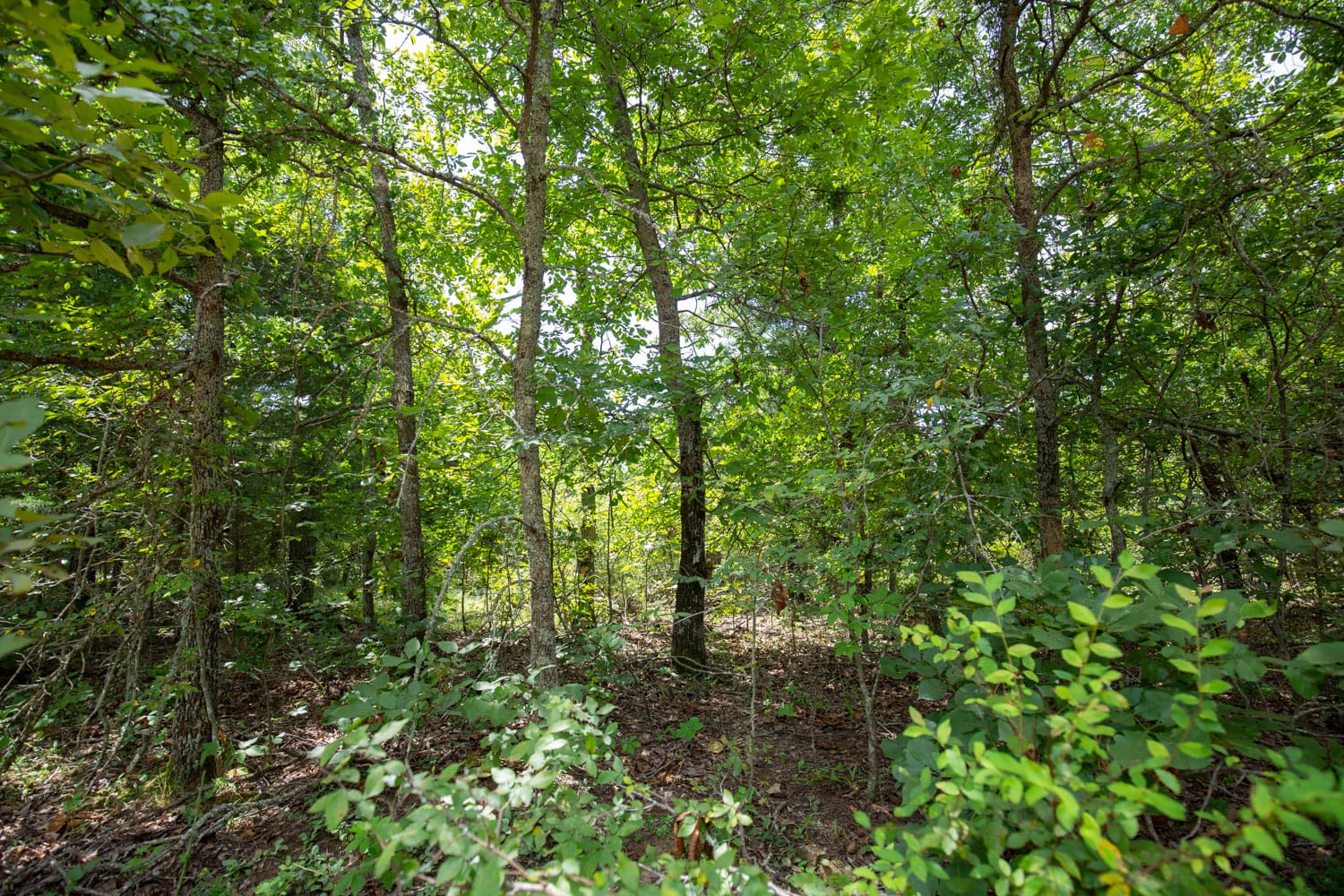Timber Ridge Tract 44 photo 2
