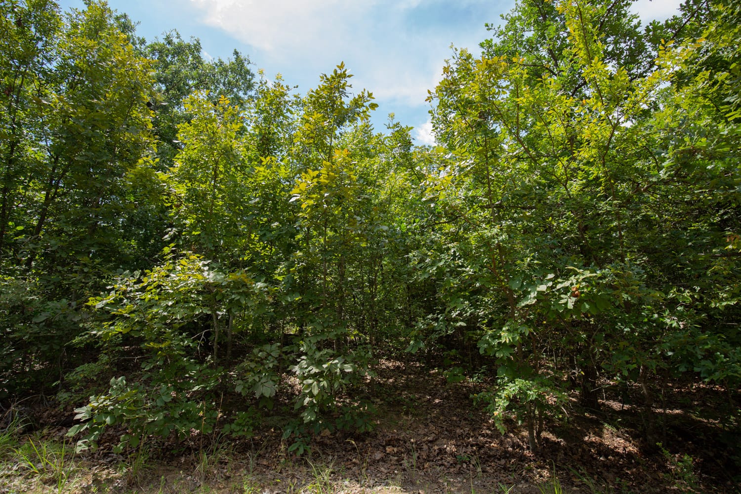Timber Ridge Tract 44 photo 4