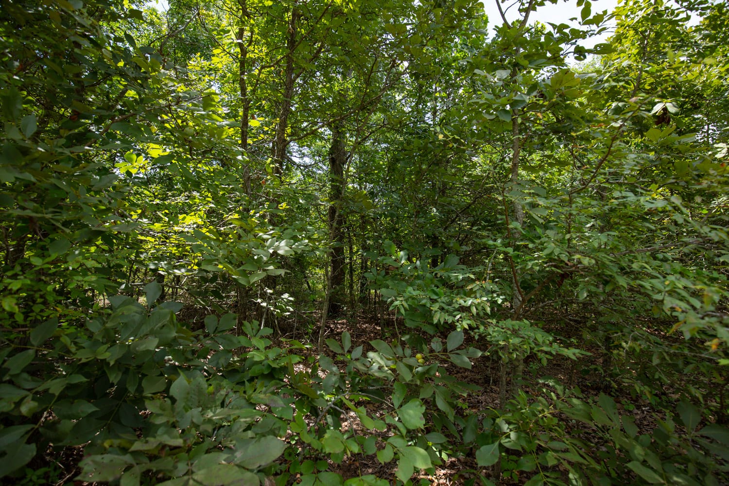 Timber Ridge Tract 44 photo 5