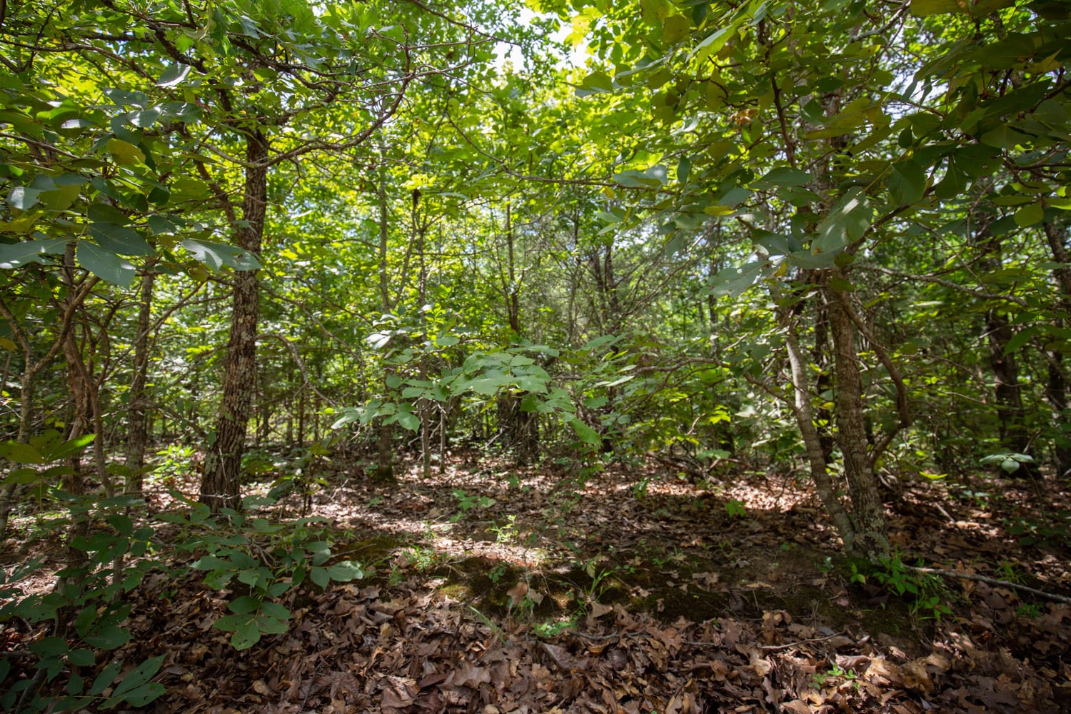 Timber Ridge Tract 44 photo 6