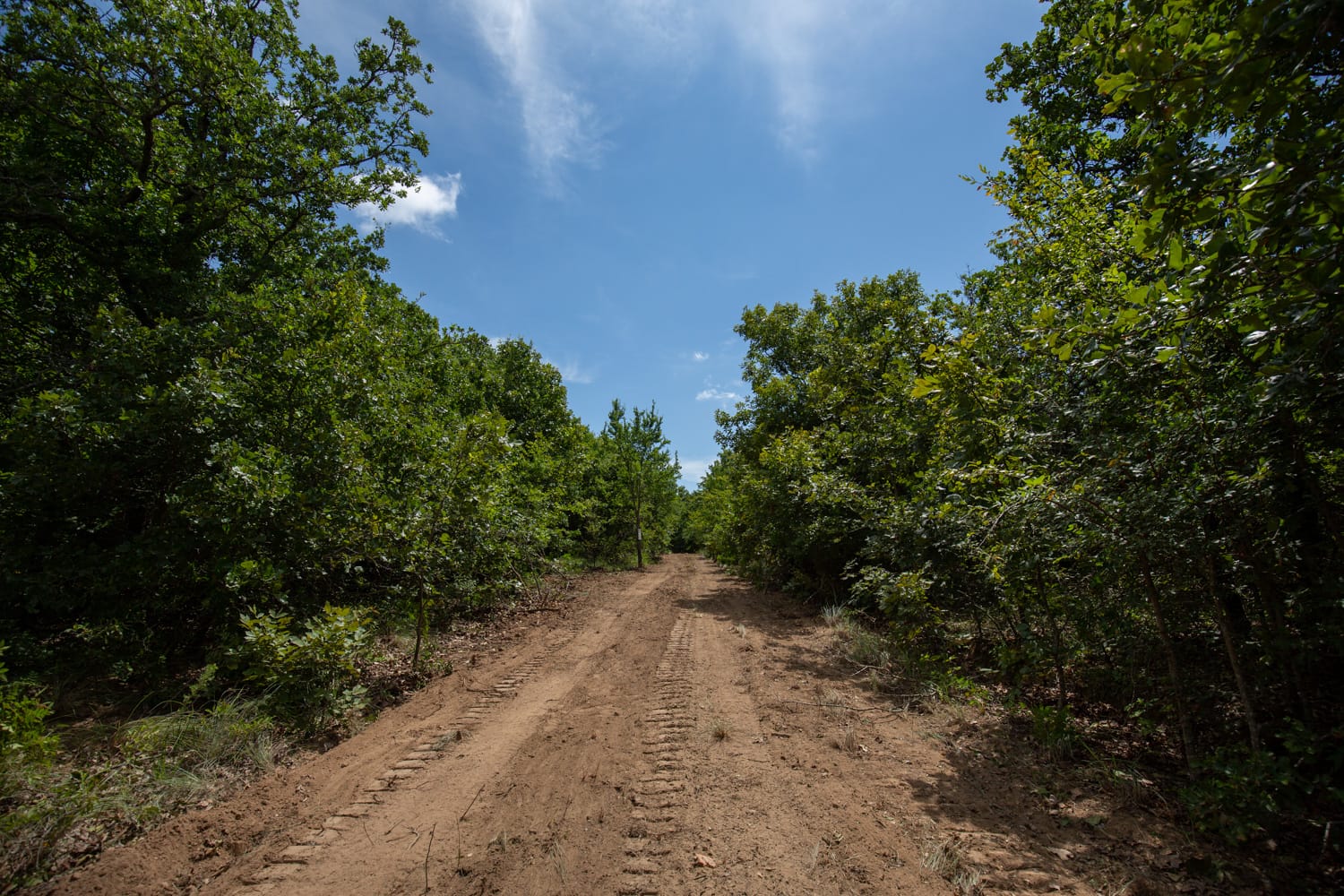 Timber Ridge Tract 44 photo 7