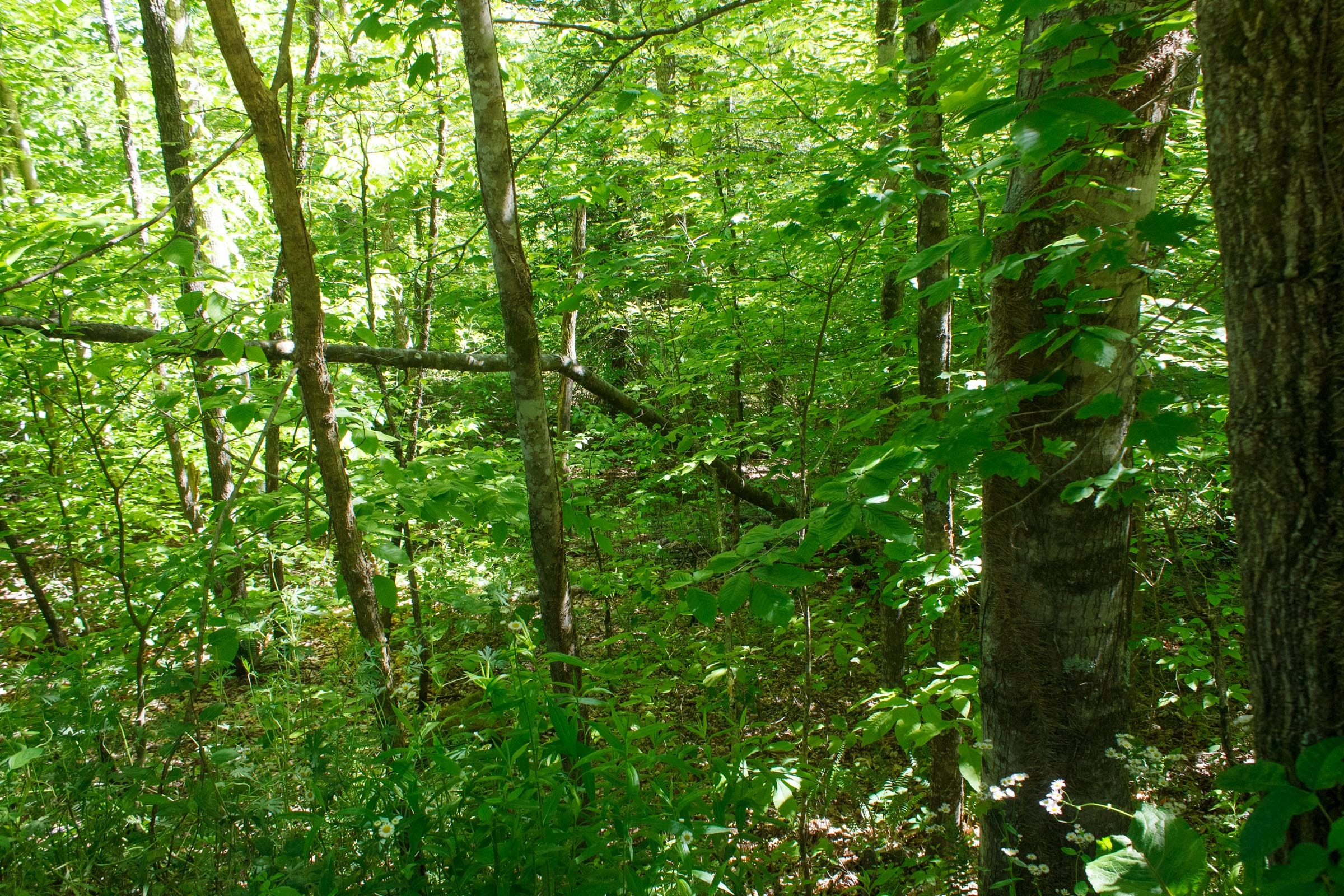Riverbend Tract 32 photo 2