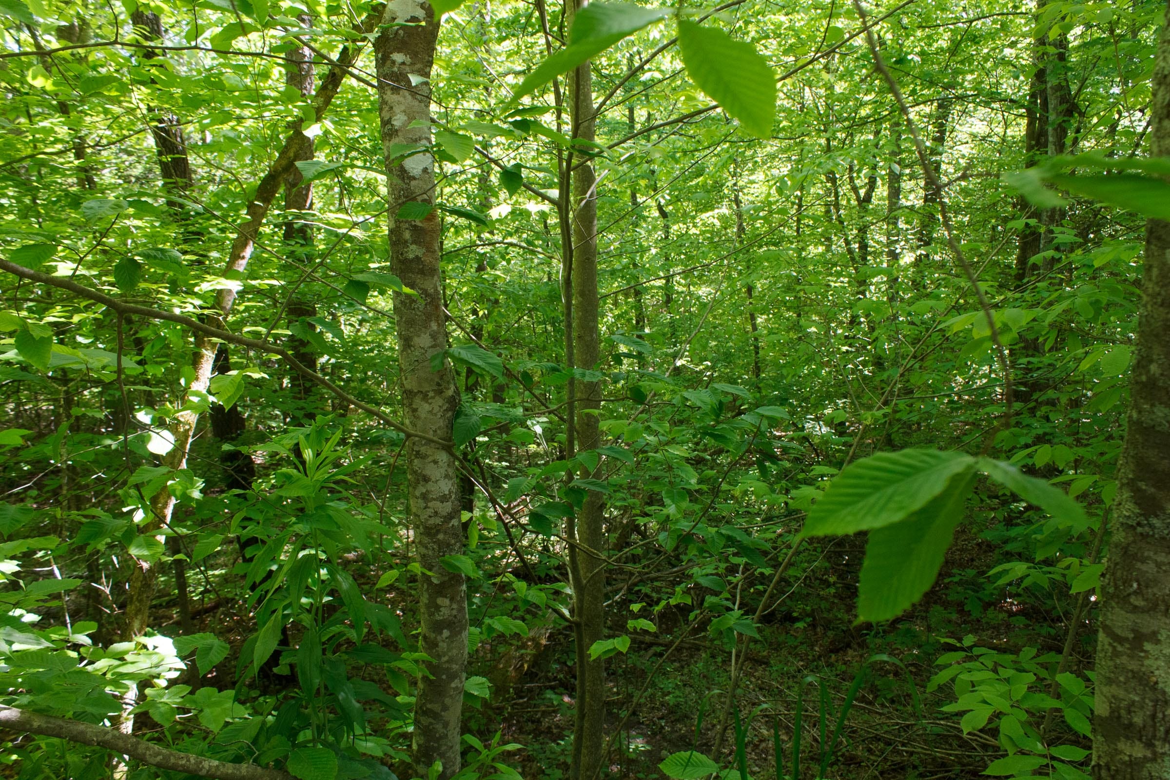 Riverbend Tract 32 photo 3