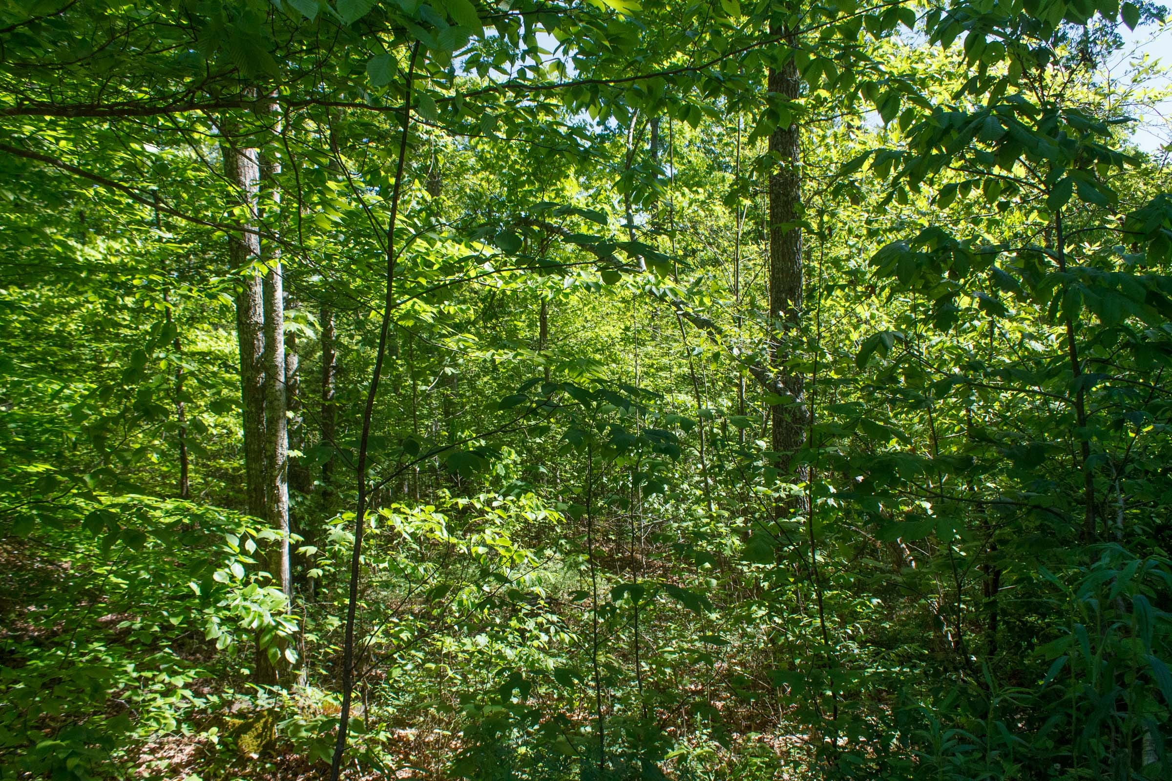 Riverbend Tract 32 photo 8