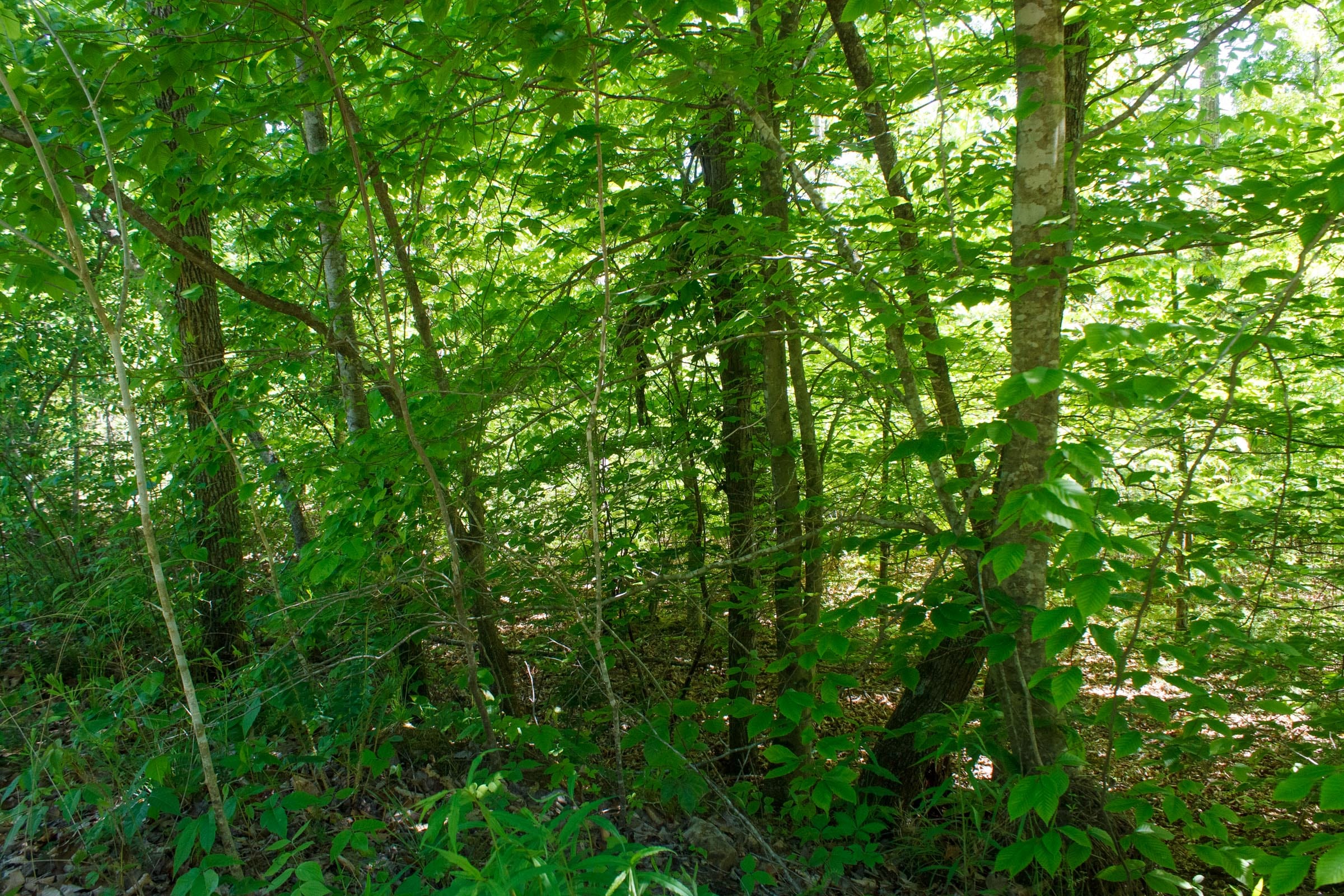 Riverbend Tract 32 photo 10