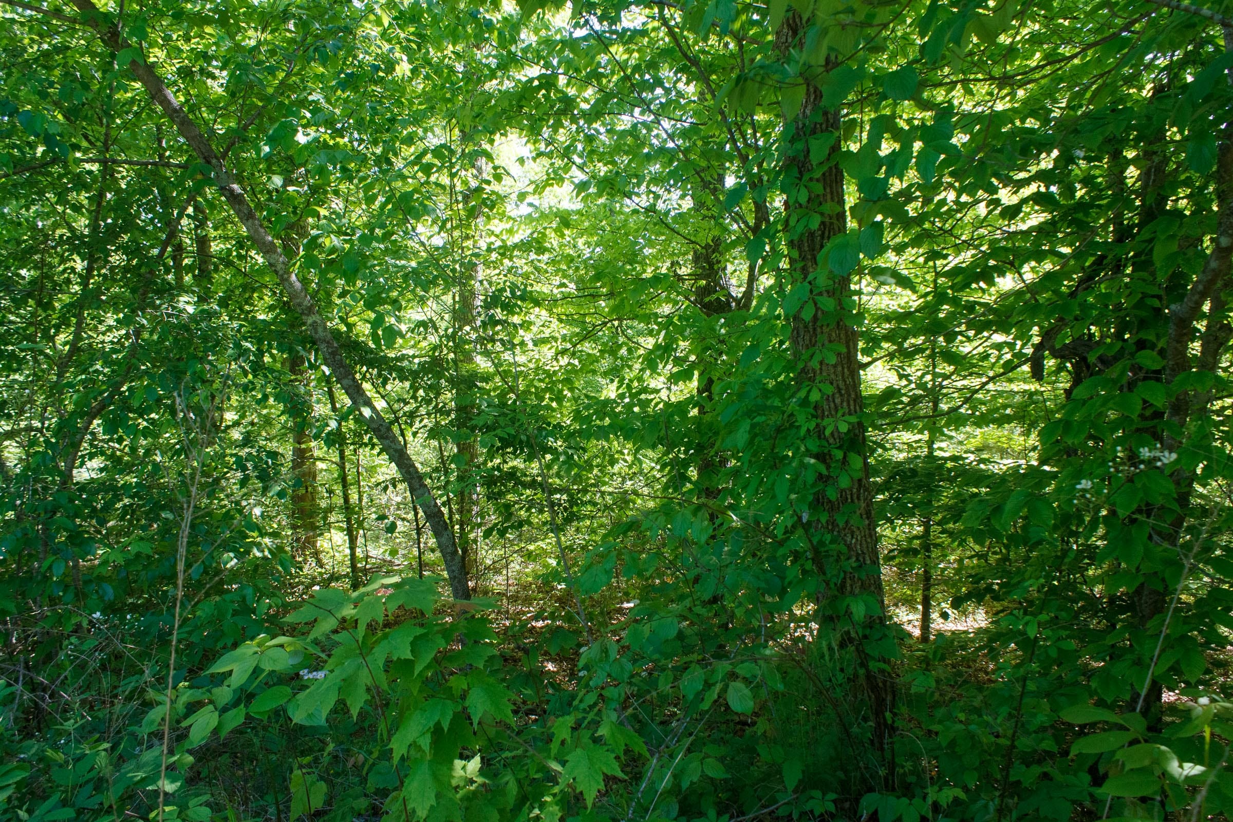 Riverbend Tract 32 photo 11