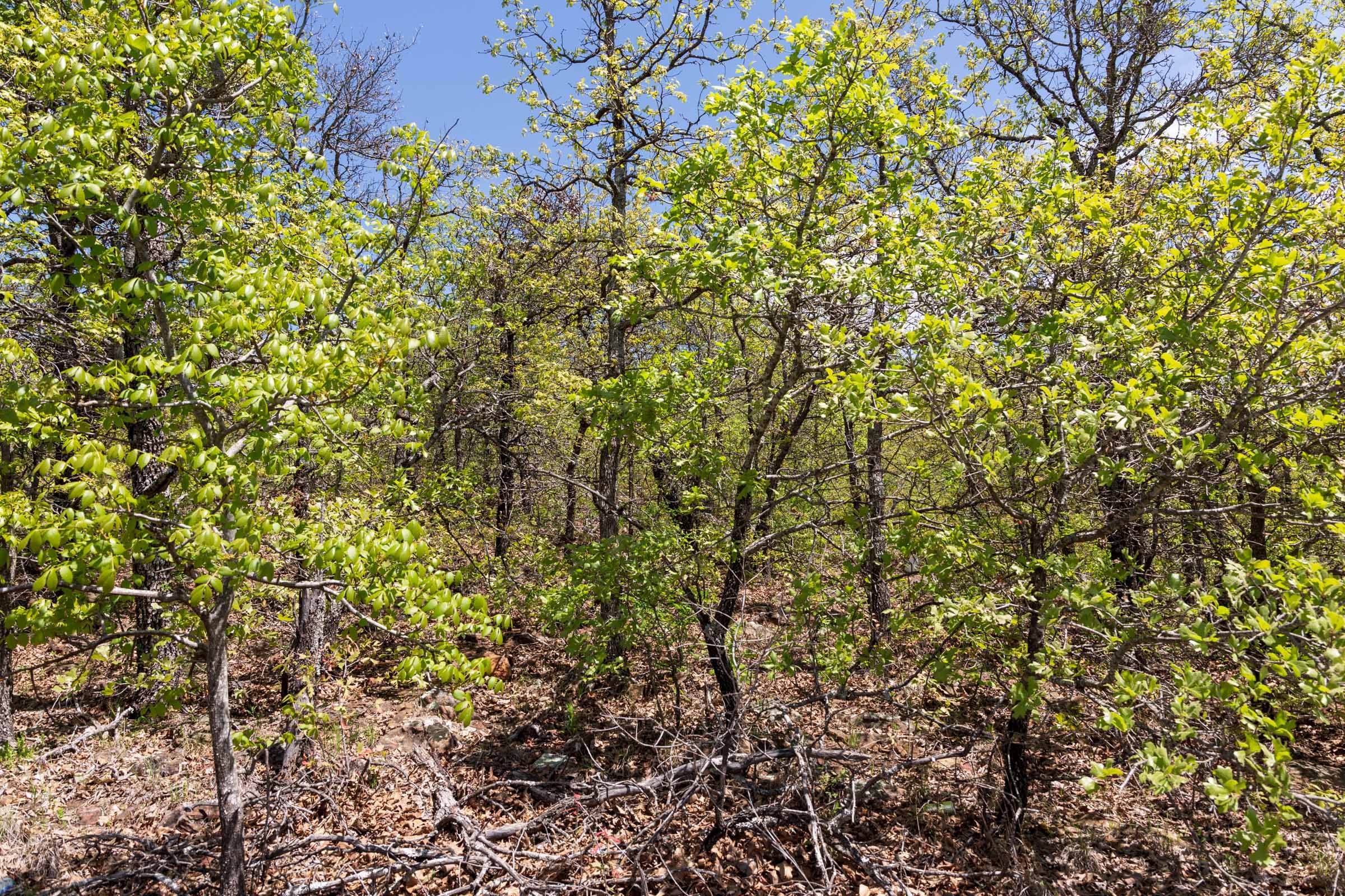 Allie’s Acres Tract 5 photo 1