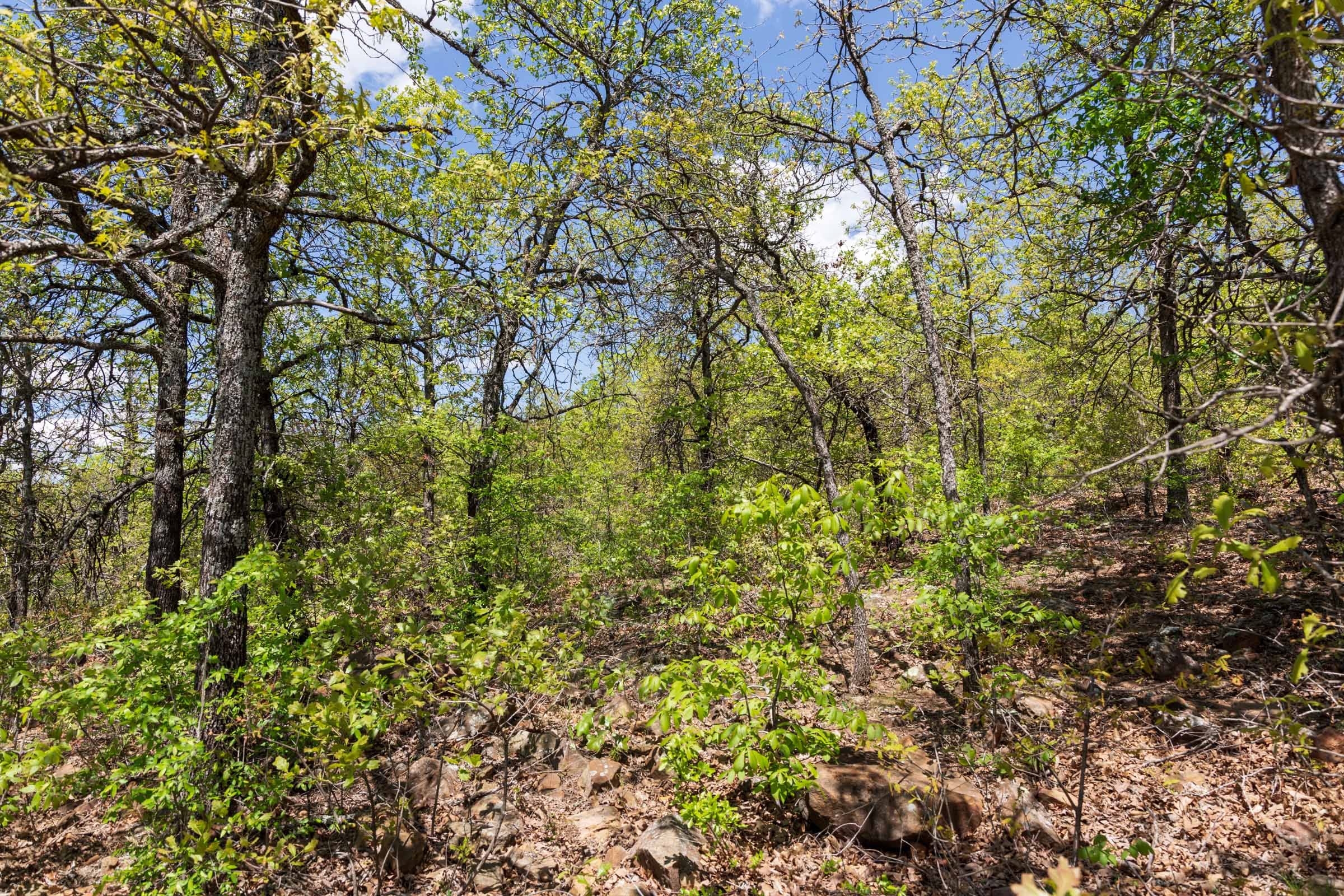 Allie’s Acres Tract 5 photo 3