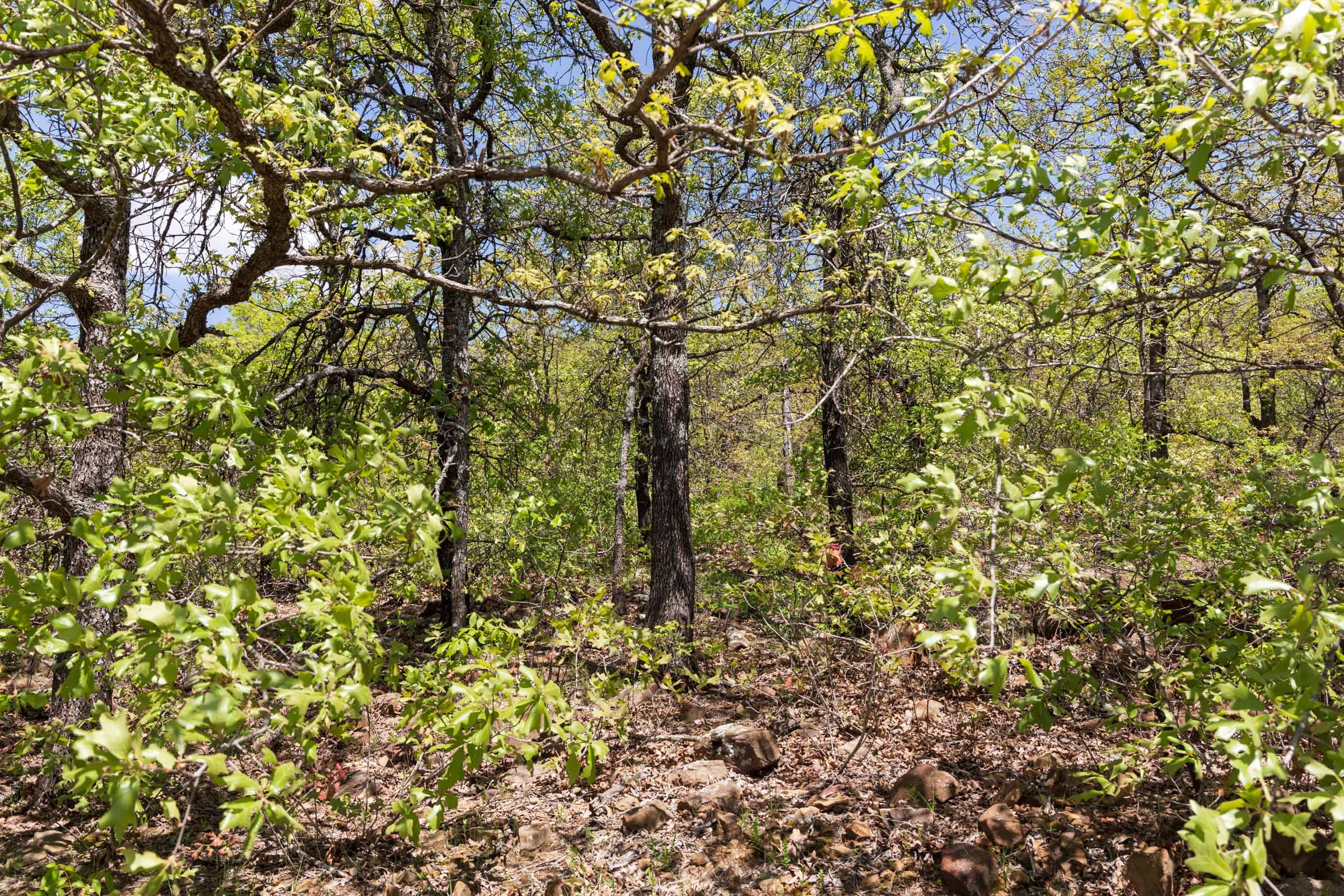 Allie’s Acres Tract 5 photo 4