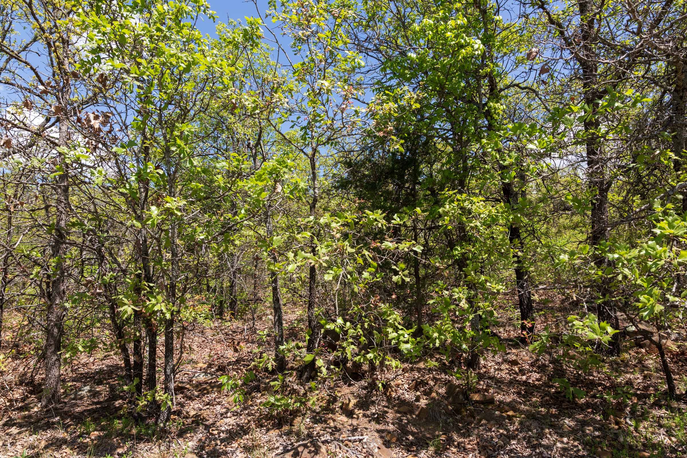 Allie’s Acres Tract 5 photo 5