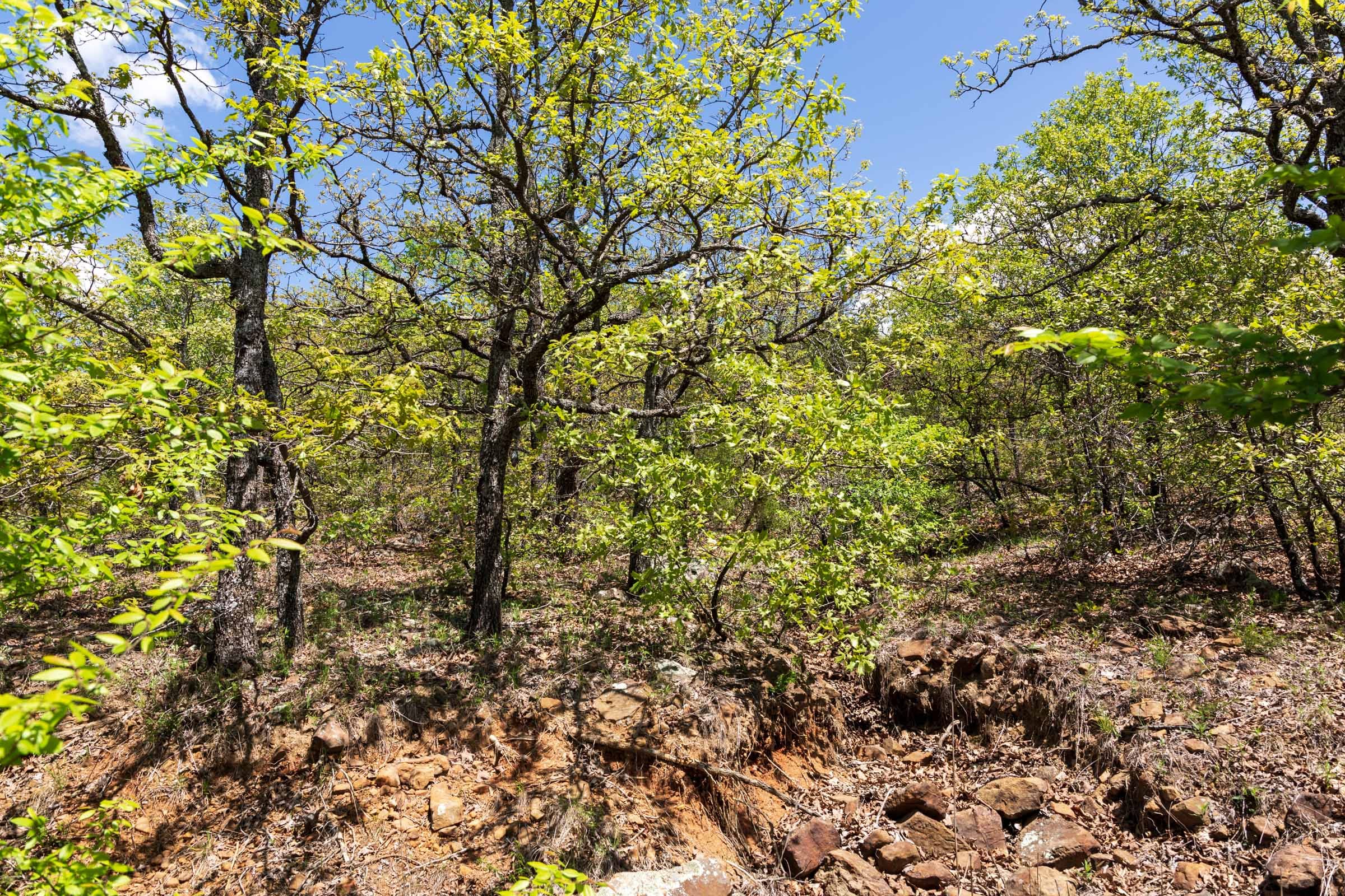 Allie’s Acres Tract 5 photo 6