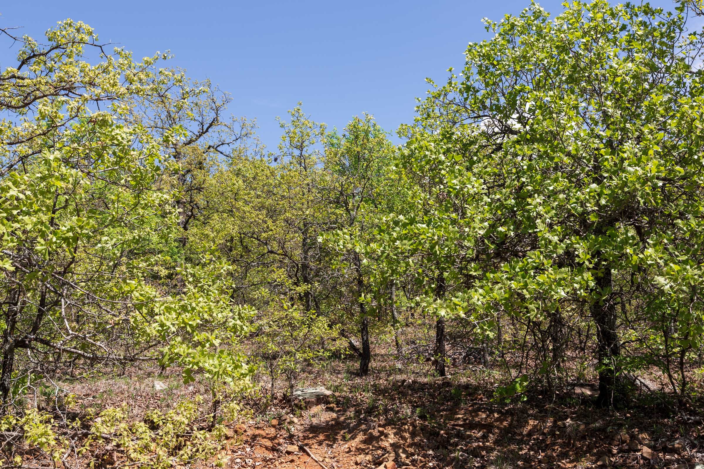 Allie’s Acres Tract 5 photo 7
