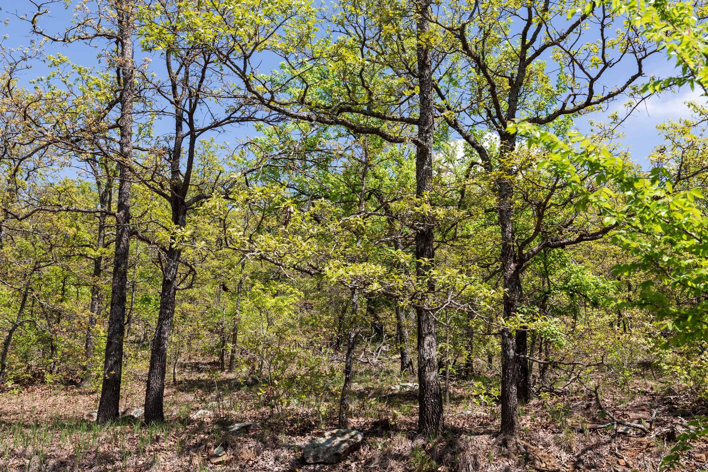 Allie’s Acres Tract 5 photo 8