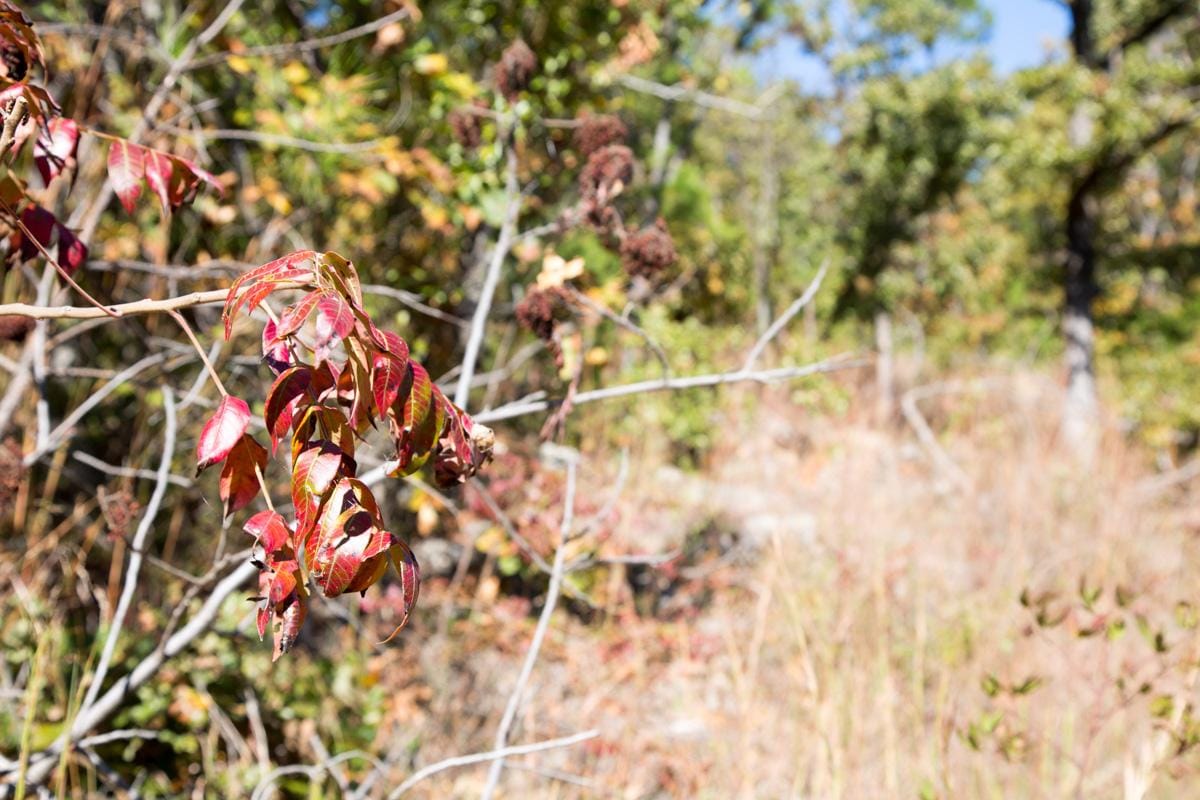 Stone Creek Phase I Tract 107 photo 4