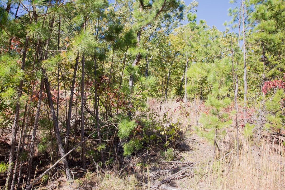 Stone Creek Phase I Tract 107 photo 9