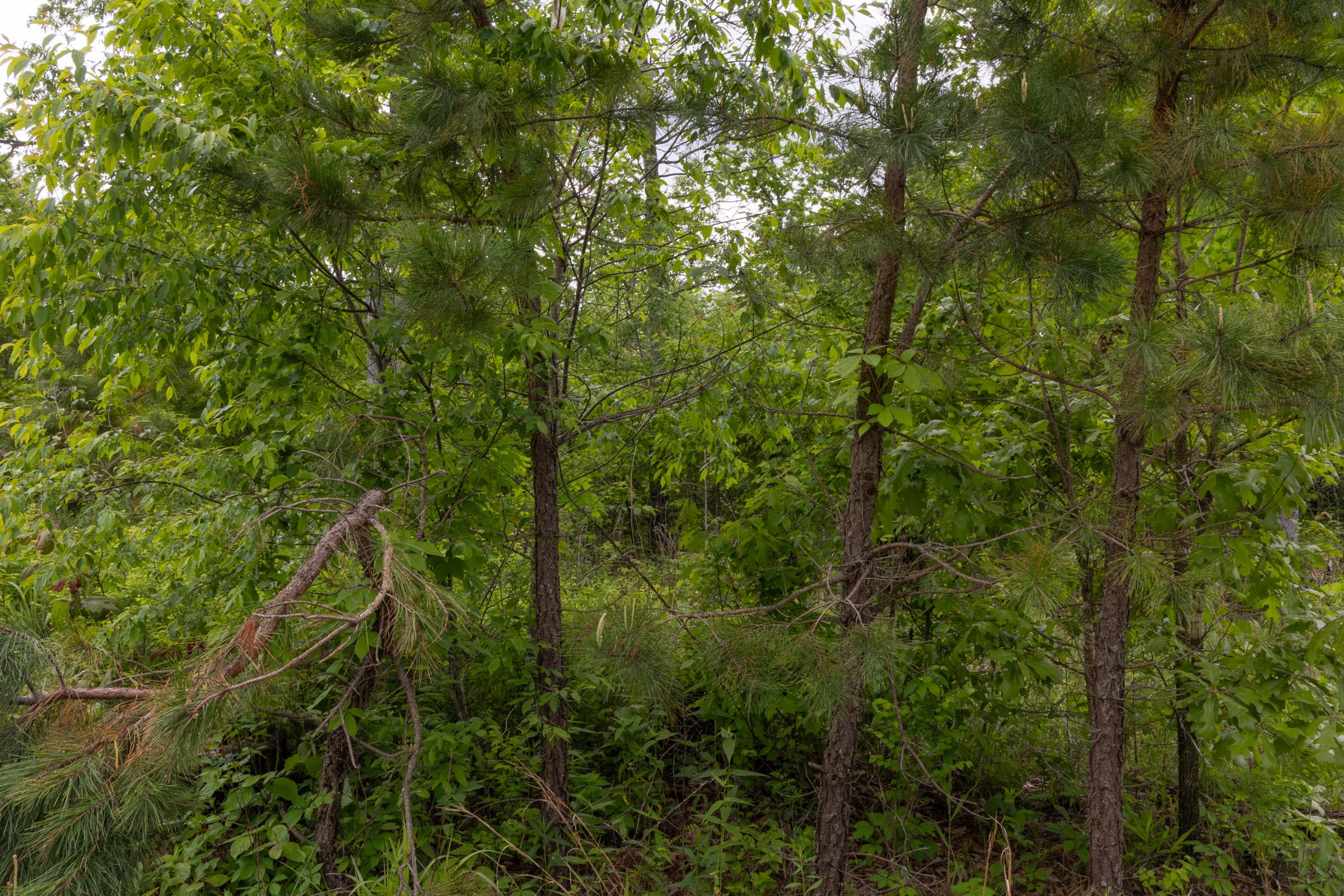Sleepy Hollow Phase II Tract 66 photo 12