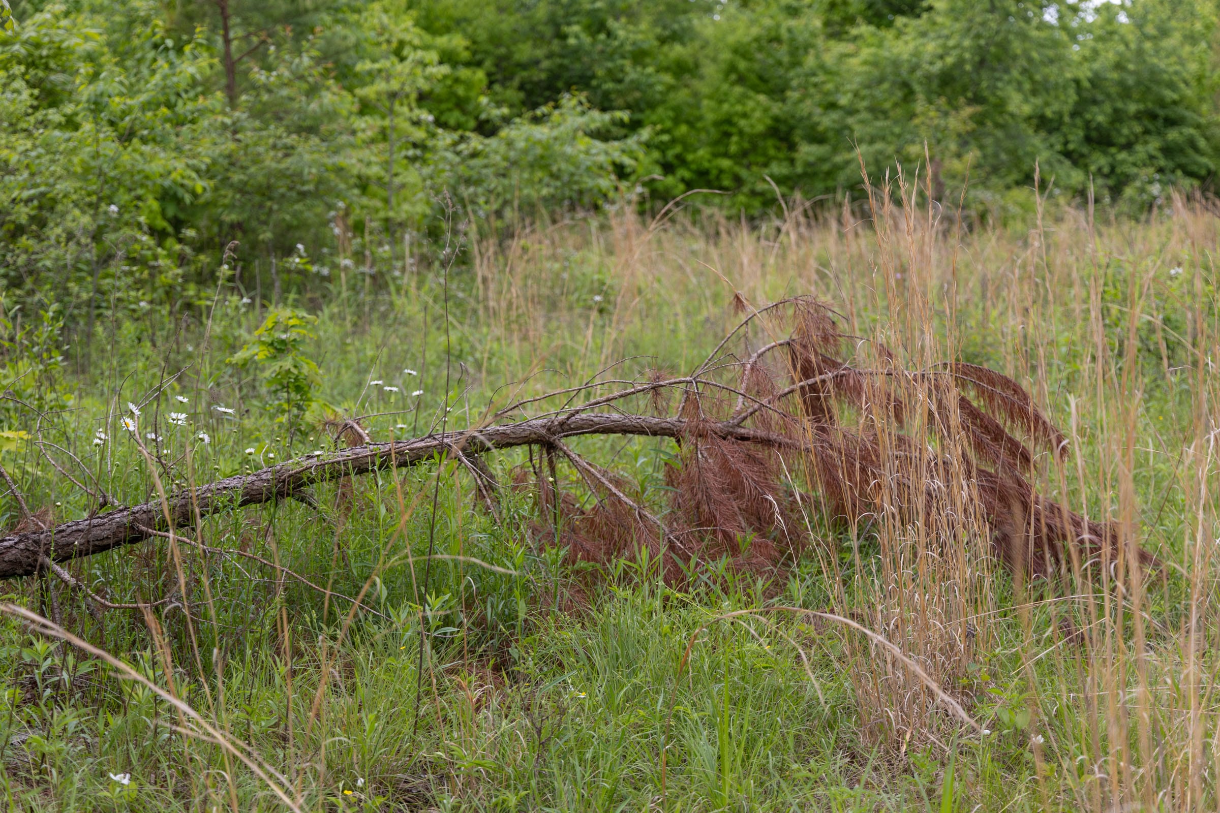 Sleepy Hollow Phase II Tract 66 photo 3