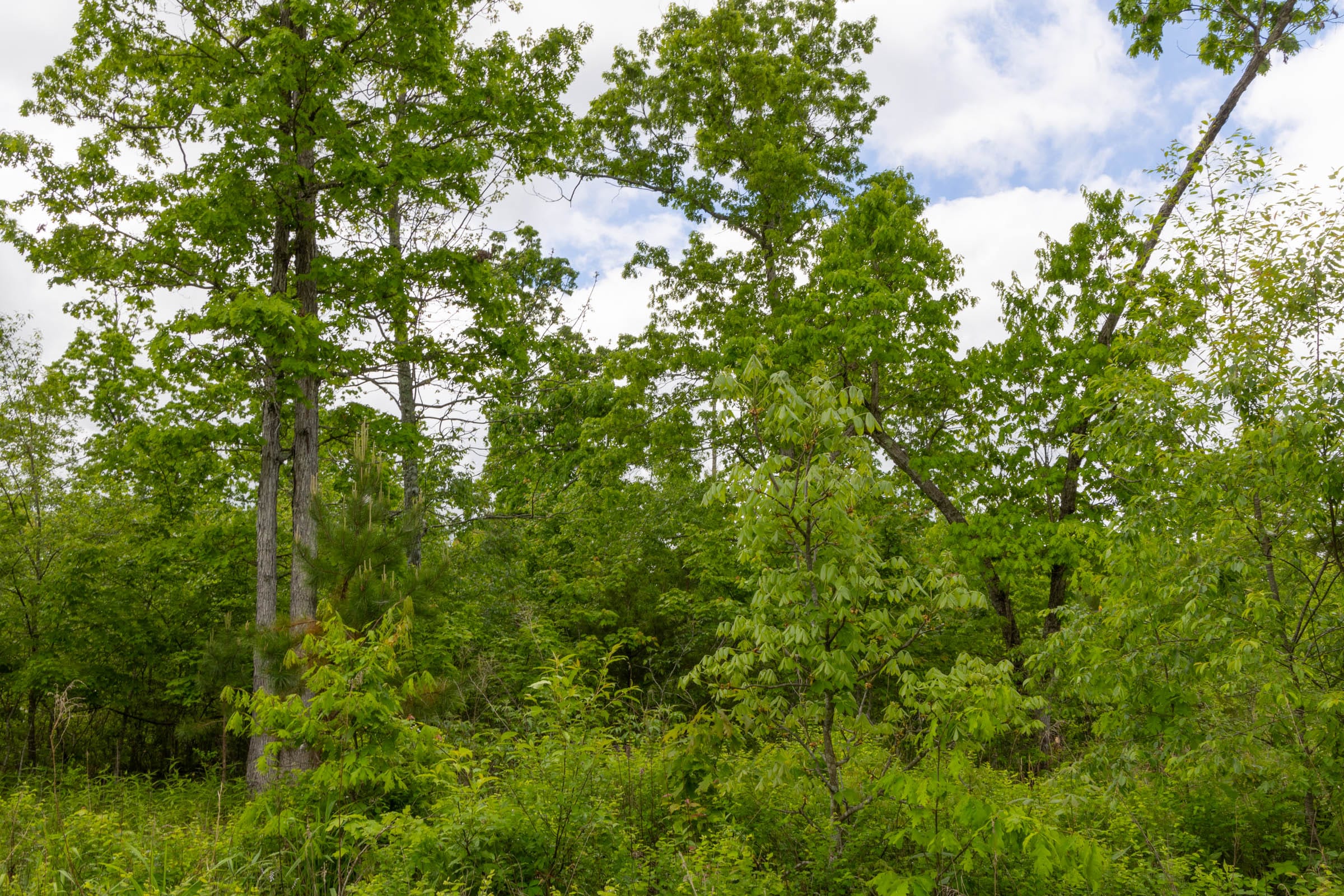 Sleepy Hollow Phase II Tract 66 photo 11